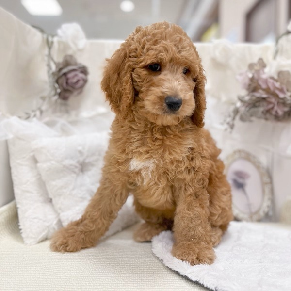 岐阜県のスタンダードプードル (犬の家＆猫の里カラフルタウン岐阜店/2026年2月2日生まれ/女の子/レッド)の子犬の2枚目の画像