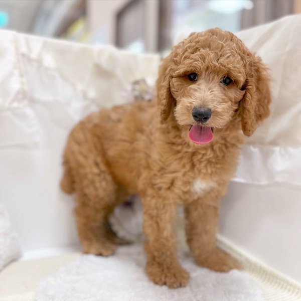 岐阜県のスタンダードプードル (犬の家＆猫の里カラフルタウン岐阜店/2026年2月2日生まれ/女の子/レッド)の子犬の1枚目の画像