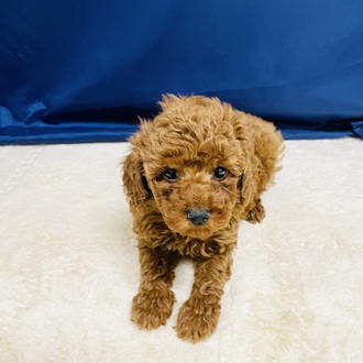 愛知県のトイプードル(トイ) (犬の家＆猫の里一宮店/2026年1月28日生まれ/男の子/レッド)の子犬の1枚目の画像