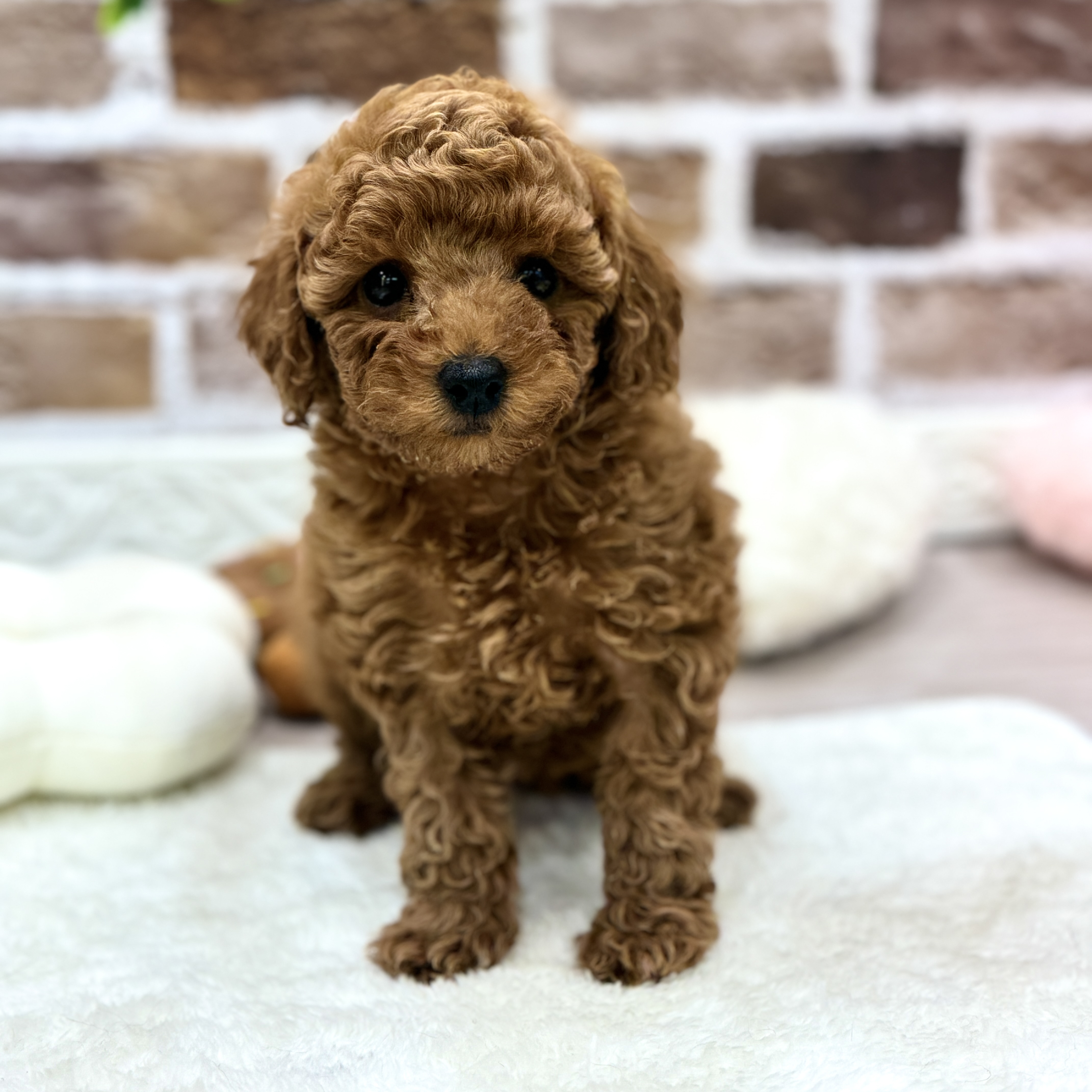 三重県のトイプードル(トイ) (犬の家＆猫の里三重桑名店/2026年2月1日生まれ/女の子/レッドフォーン)の子犬の2枚目の画像