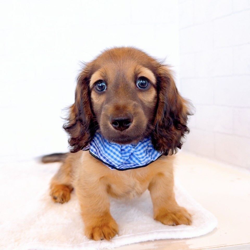 石川県のミニチュアダックスフンド(ロング) (犬の家＆猫の里金沢店/2026年2月3日生まれ/男の子/レッド)の子犬