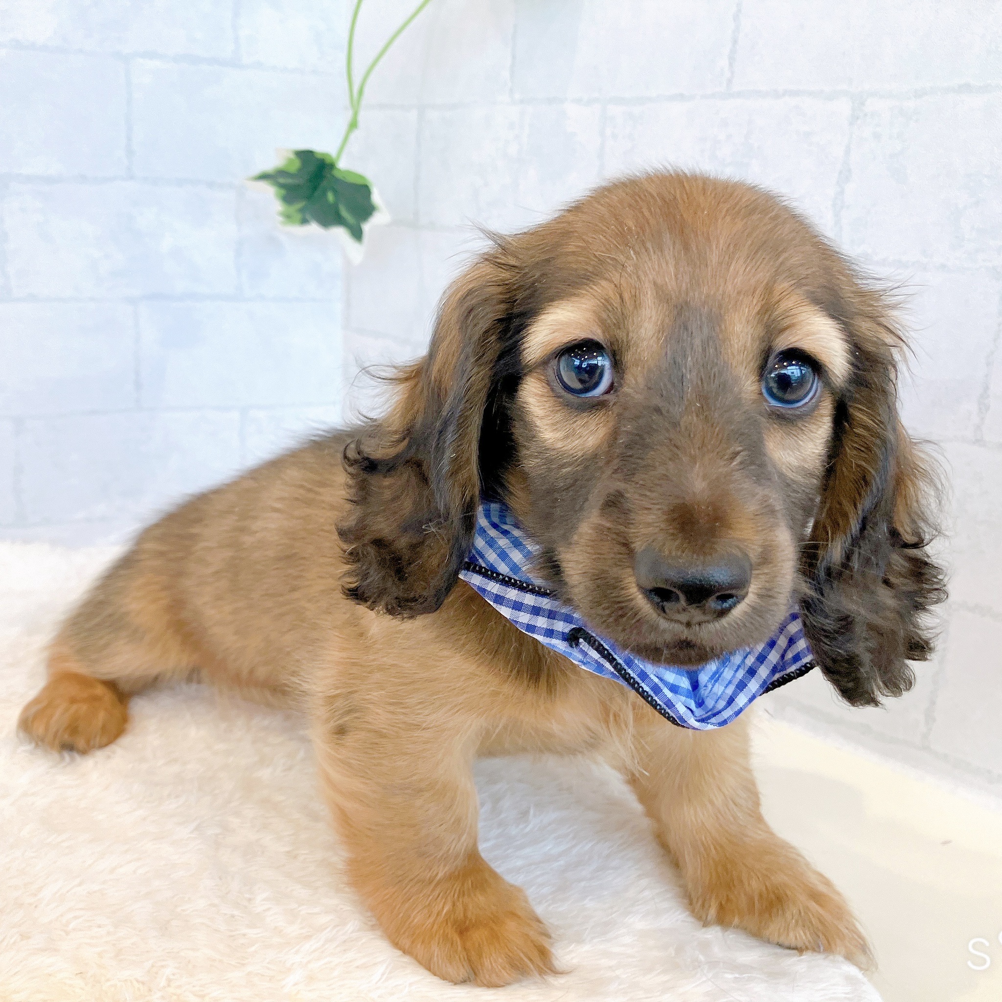 石川県のミニチュアダックスフンド(ロング) (犬の家＆猫の里金沢店/2026年2月3日生まれ/男の子/レッド)の子犬の1枚目の画像