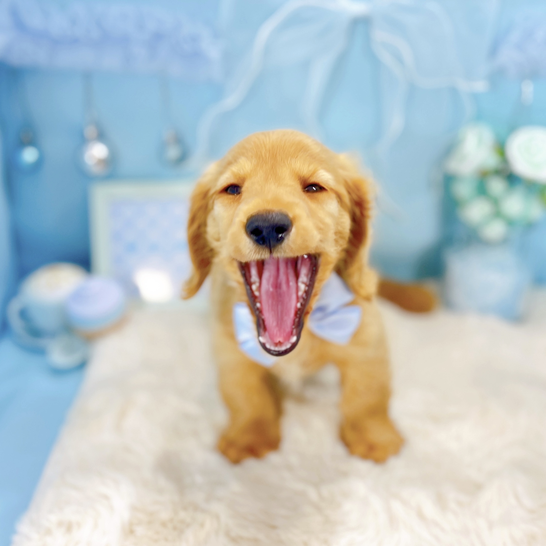 福井県のミニチュアダックスフンド(ロング) (犬の家＆猫の里アミーゴ福井大和田店/2026年2月3日生まれ/男の子/ゴールド)の子犬の2枚目の画像