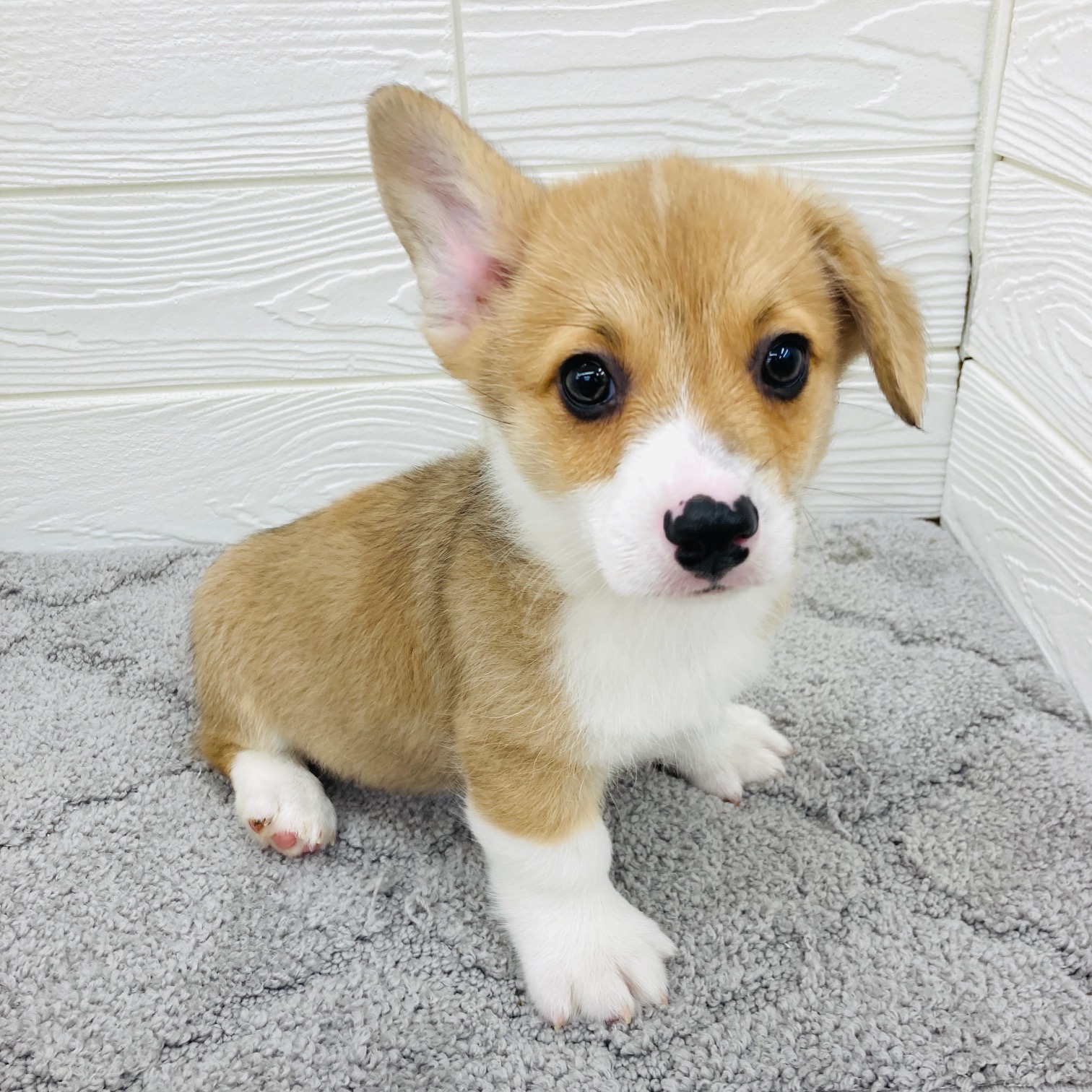 愛知県のウェルシュコーギーペンブローク (犬の家＆猫の里七宝店/2026年2月4日生まれ/男の子/レッドホワイト)の子犬の2枚目の画像