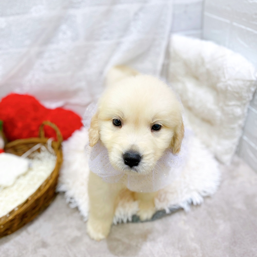 滋賀県のゴールデンレトリバー (犬の家＆猫の里長浜店/2026年3月19日生まれ/男の子/ゴールデン)の子犬の1枚目の画像