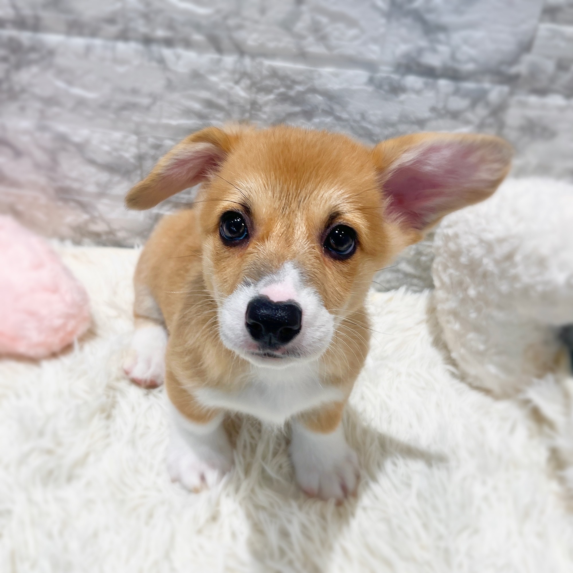愛知県のウェルシュコーギーペンブローク (犬の家＆猫の里MiO香久山店/2026年2月4日生まれ/女の子/レッドホワイト)の子犬の2枚目の画像