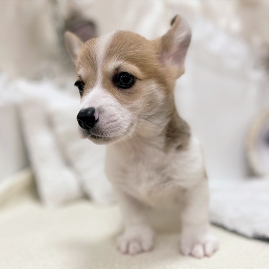 岐阜県のウェルシュコーギーペンブローク (犬の家＆猫の里カラフルタウン岐阜店/2026年1月26日生まれ/男の子/レッドホワイト)の子犬の2枚目の画像