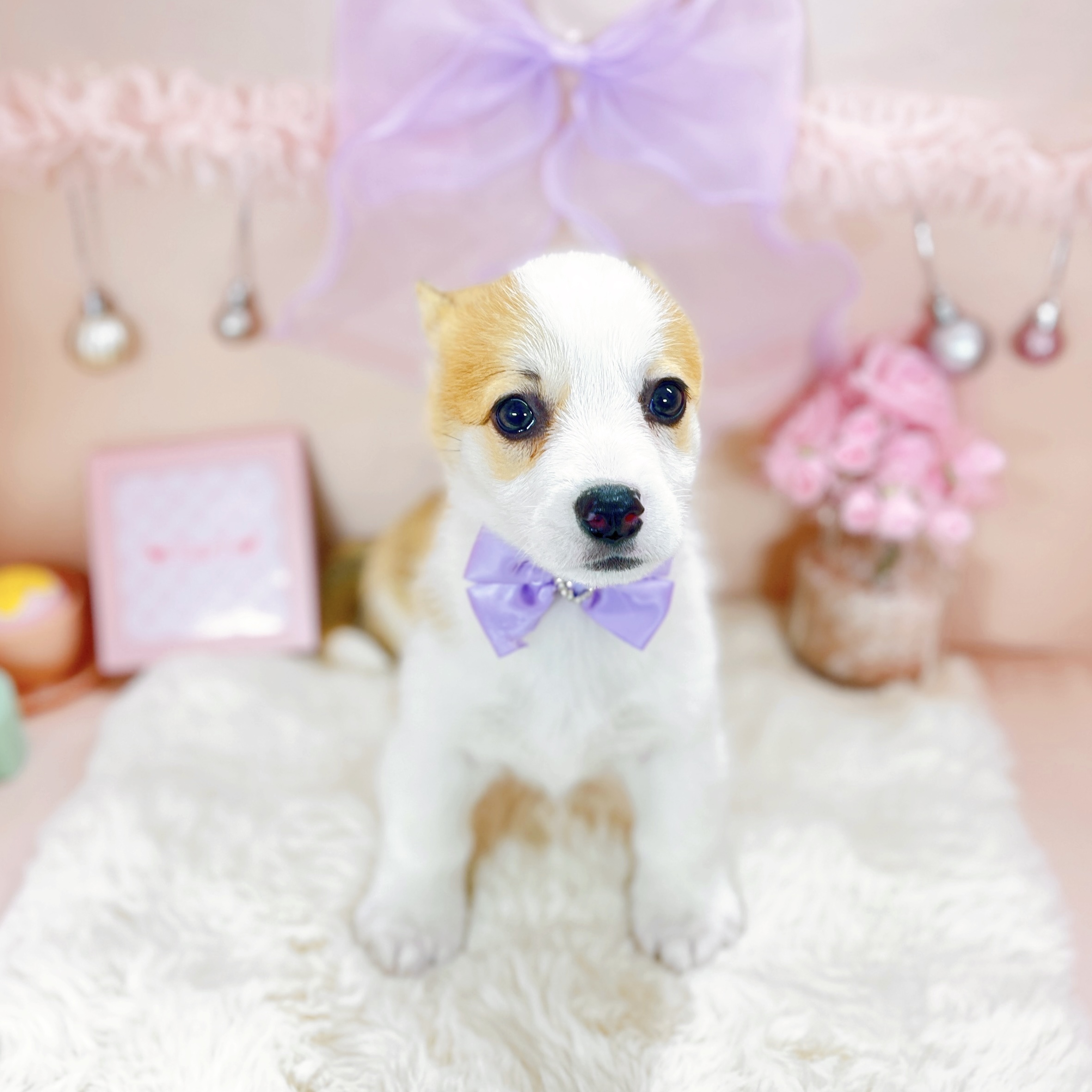 福井県のウェルシュコーギーペンブローク (犬の家＆猫の里アミーゴ福井大和田店/2026年1月26日生まれ/女の子/レッドホワイト)の子犬の2枚目の画像