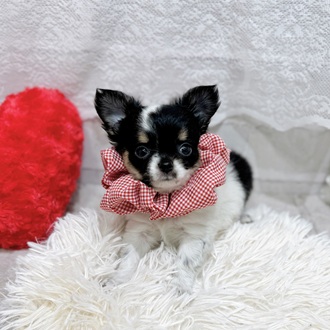 滋賀県のチワワ(ロング) (犬の家＆猫の里長浜店/2026年2月3日生まれ/女の子/ブラックタンホワイト)の子犬の2枚目の画像