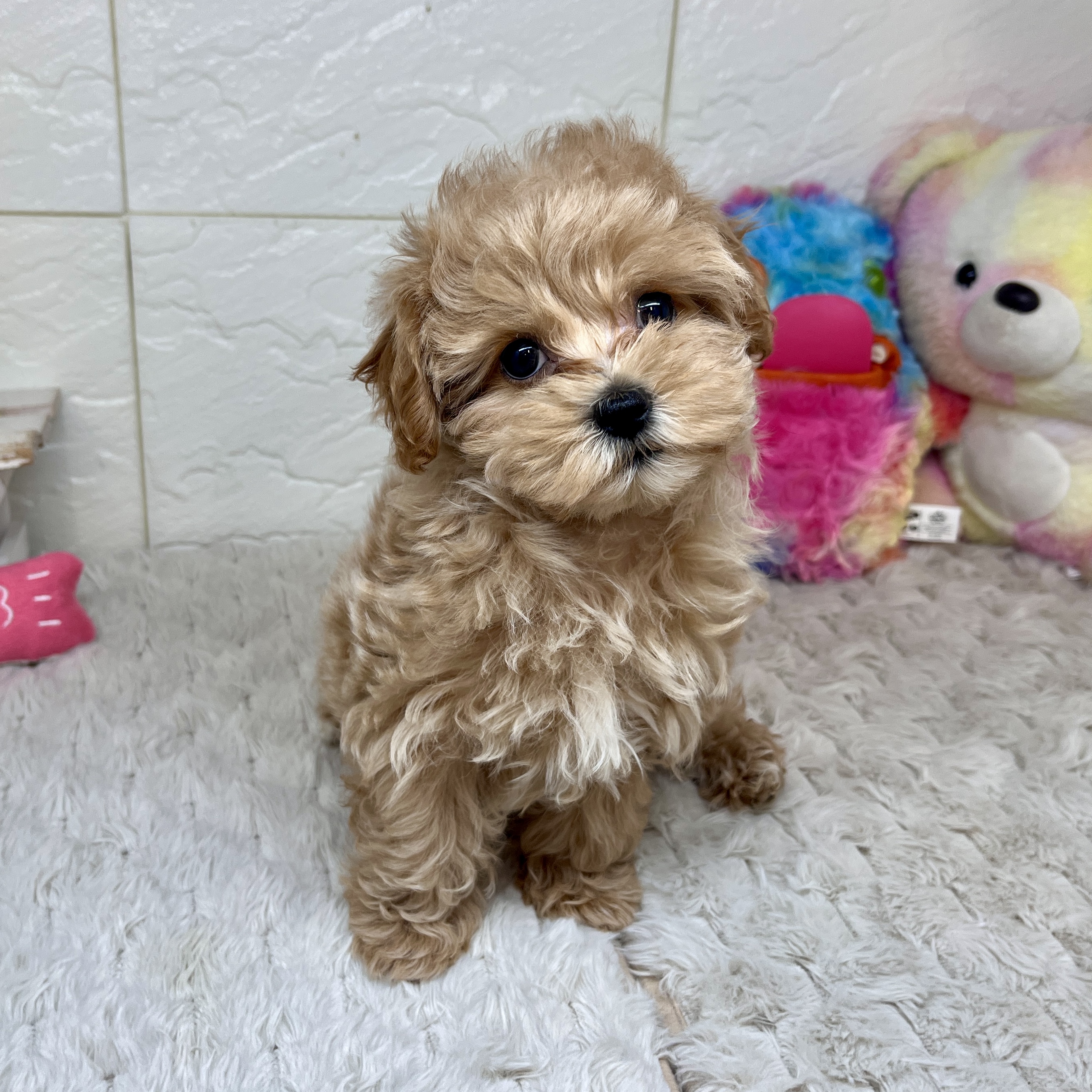 兵庫県のマルプー(マルチーズ×プードル) (犬の家＆猫の里ゆめタウン姫路店/2026年2月4日生まれ/女の子/クリーム)の子犬の2枚目の画像