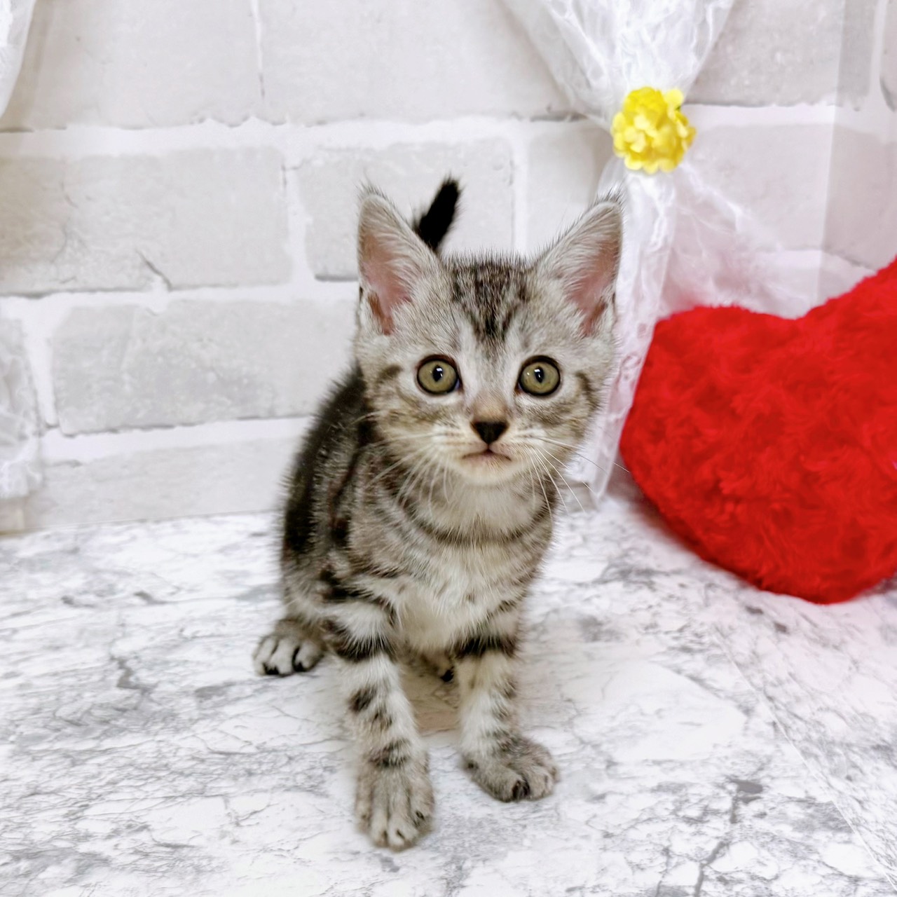 京都府のアメリカンショートヘアー (犬の家＆猫の里京都精華店/2026年2月4日生まれ/男の子/シルバータビー)の子猫の2枚目の画像