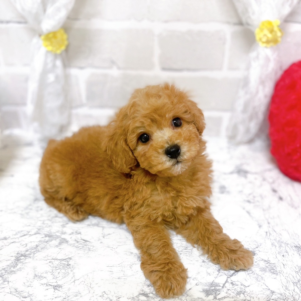 京都府のビションプー(ビションフリーゼ×プードル) (犬の家＆猫の里京都精華店/2026年2月3日生まれ/男の子/アプリコット)の子犬の2枚目の画像