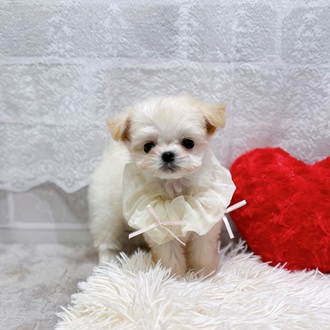 滋賀県のチワマル/マルチワ(チワワ×マルチーズ) (犬の家＆猫の里長浜店/2026年2月4日生まれ/女の子/ホワイト)の子犬の2枚目の画像