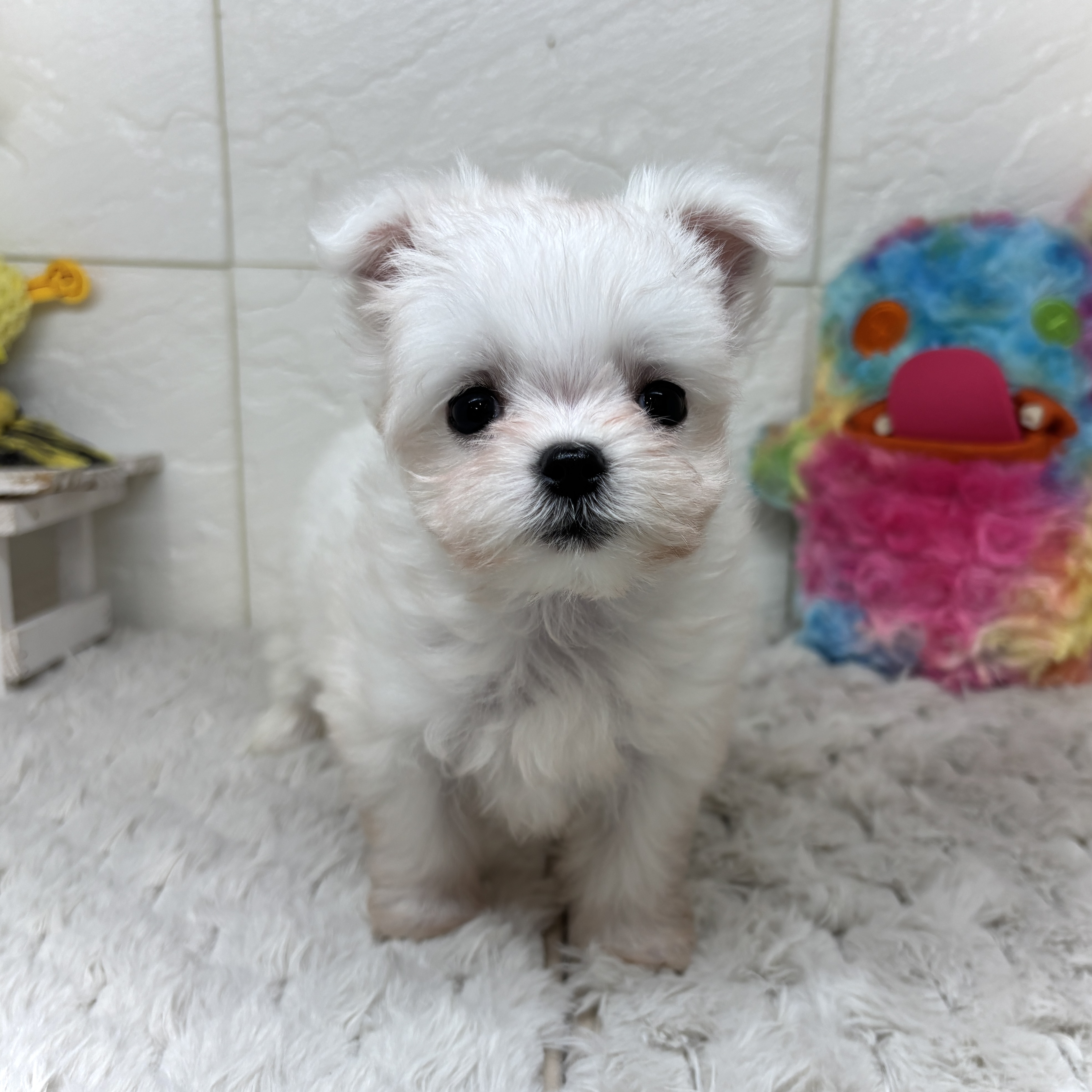 兵庫県のチワマル/マルチワ(チワワ×マルチーズ) (犬の家＆猫の里ゆめタウン姫路店/2026年2月4日生まれ/女の子/ホワイト)の子犬の1枚目の画像