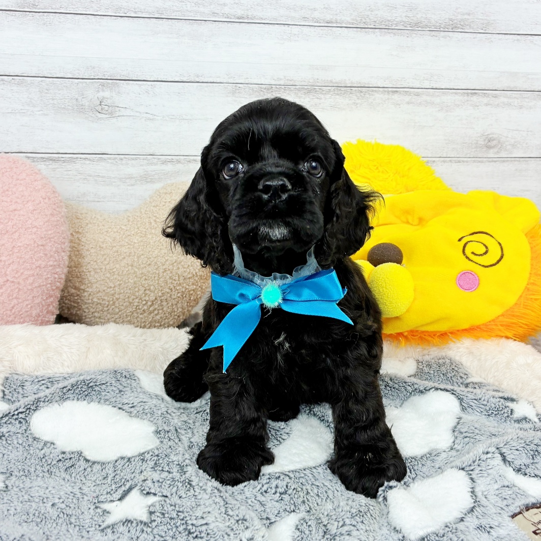 兵庫県のアメリカンコッカースパニエル (犬の家＆猫の里川西店/2026年2月5日生まれ/男の子/ブラック)の子犬の2枚目の画像