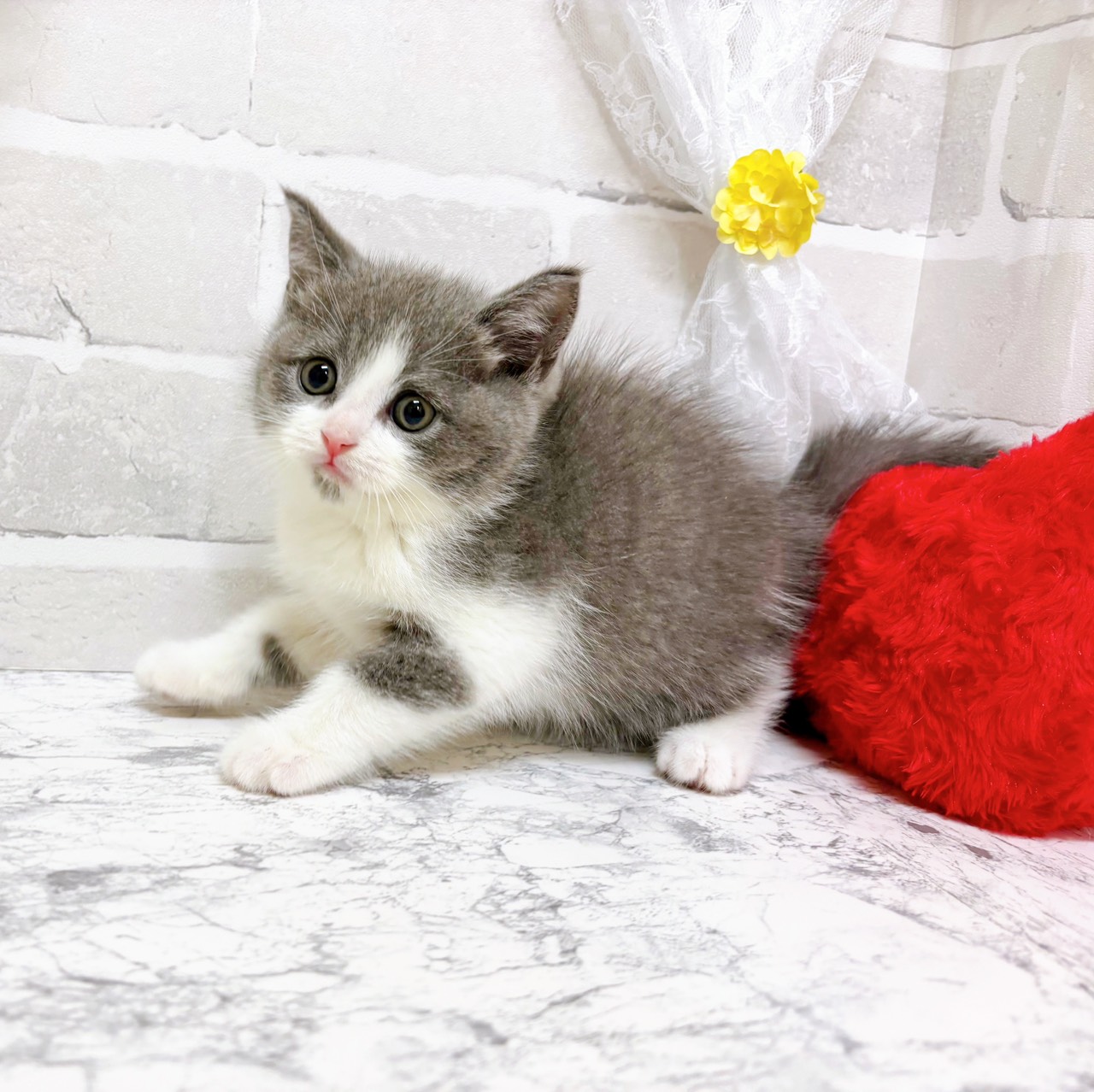 京都府のブリティッシュショートヘアー (犬の家＆猫の里京都精華店/2026年2月4日生まれ/男の子/ブルーホワイト)の子猫の2枚目の画像
