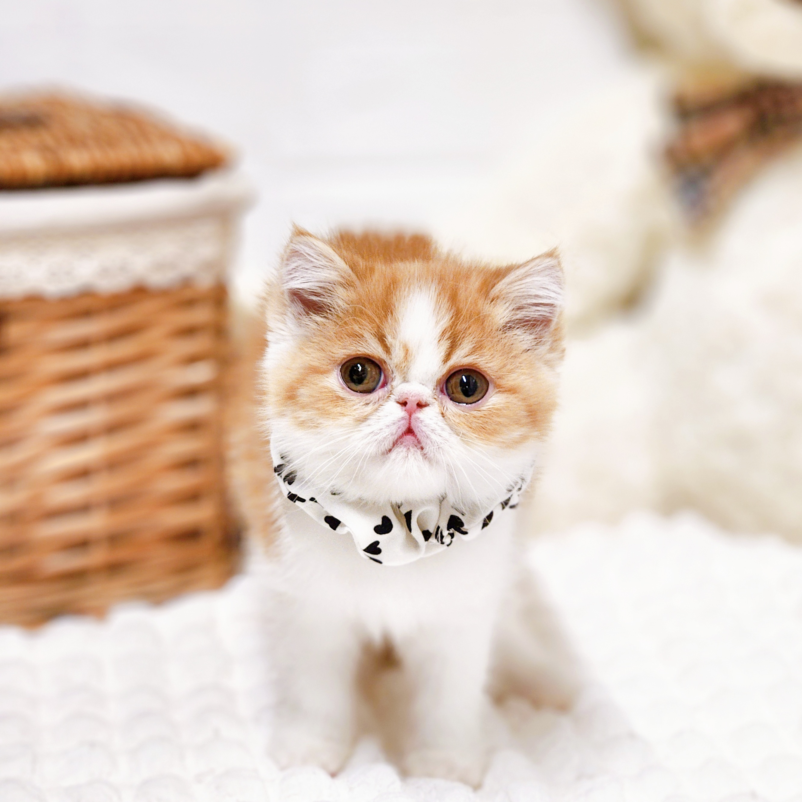 滋賀県のエキゾチック (犬の家＆猫の里近江八幡店/2026年2月5日生まれ/女の子/レッドタビーホワイト)の子猫の1枚目の画像