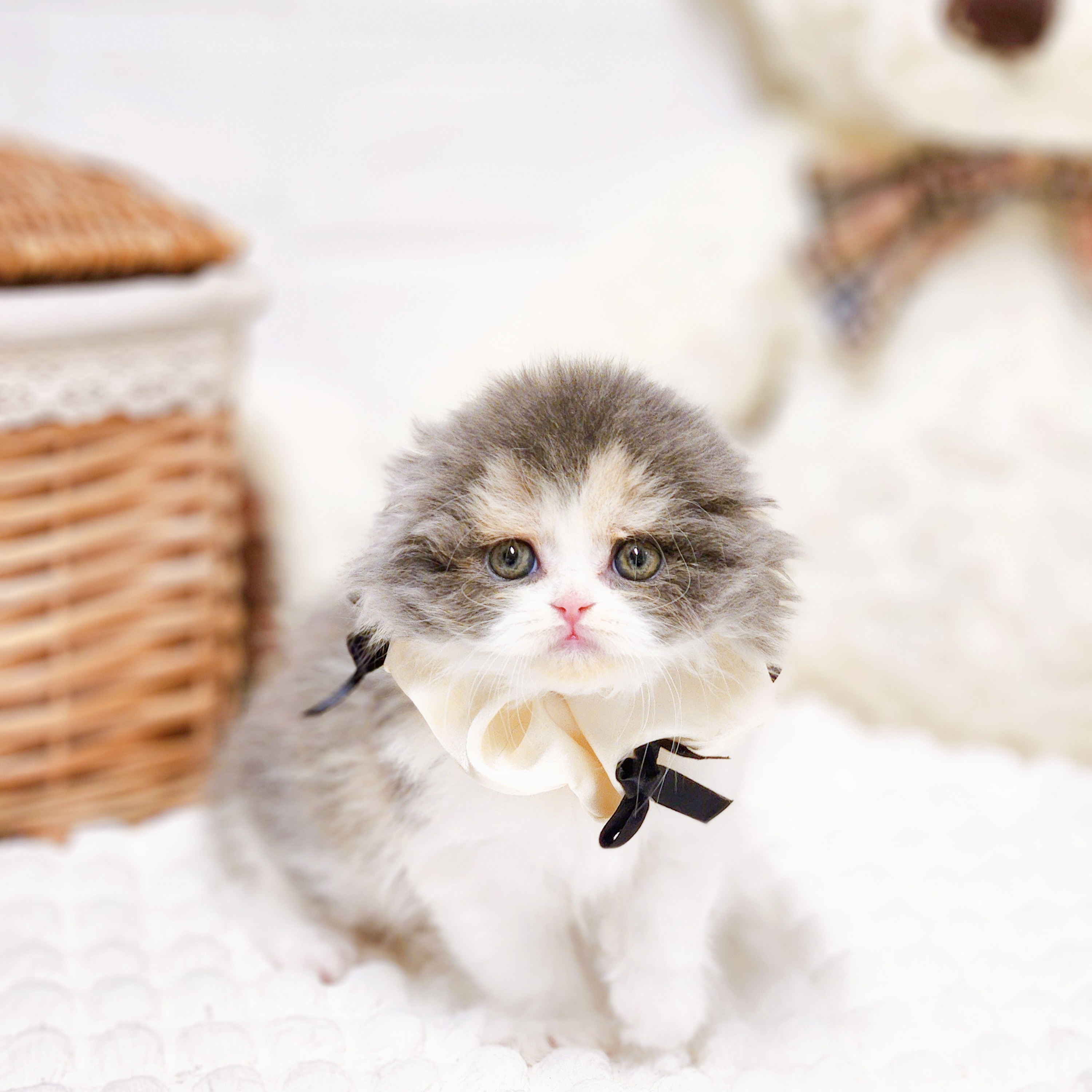 滋賀県のスコティッシュフォールド (犬の家＆猫の里近江八幡店/2026年2月4日生まれ/女の子/ブルーパッチドタビーホワイト)の子猫の1枚目の画像