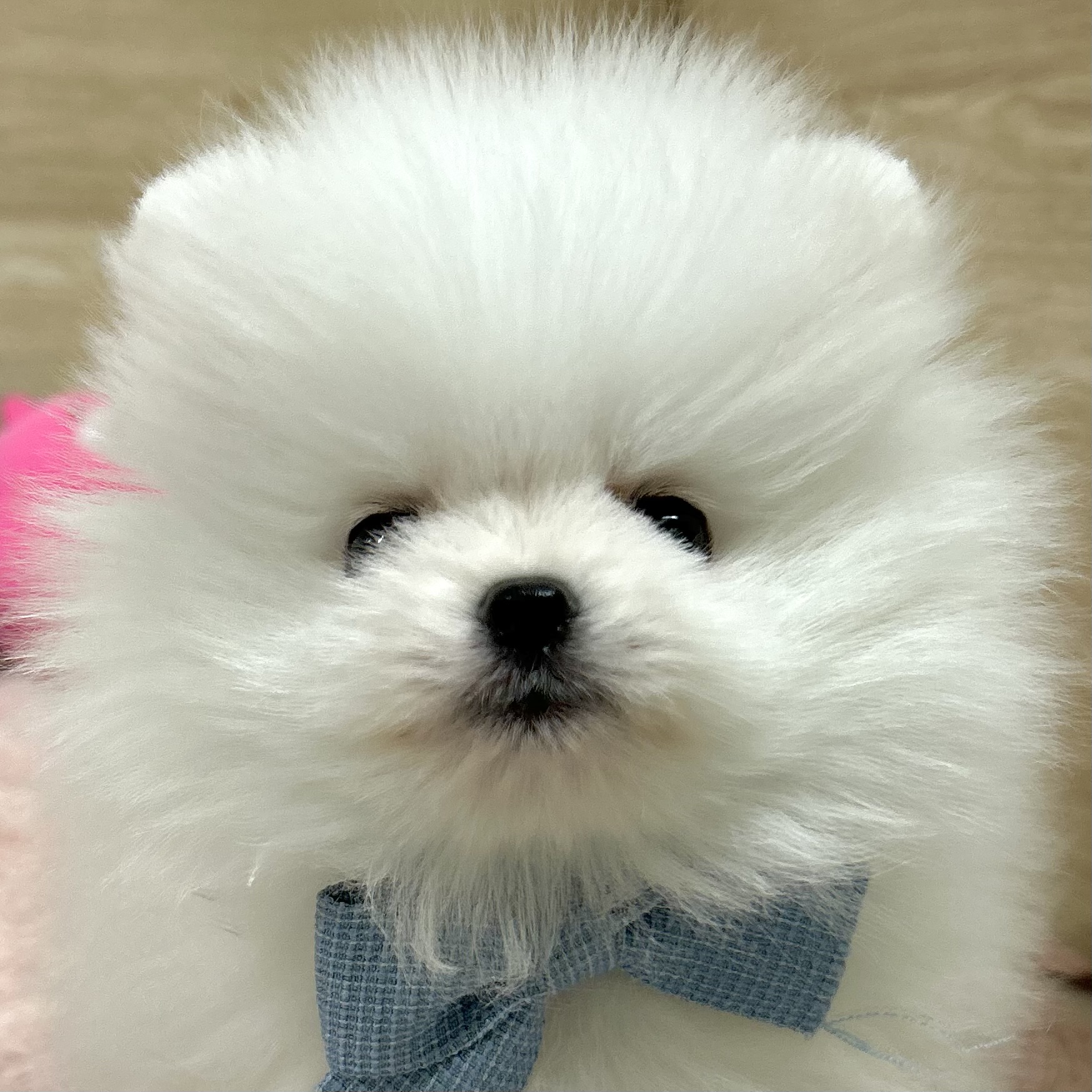 大阪府のポメラニアン (犬の家＆猫の里そよら東岸和田店/2026年2月3日生まれ/女の子/ホワイト)の子犬の1枚目の画像