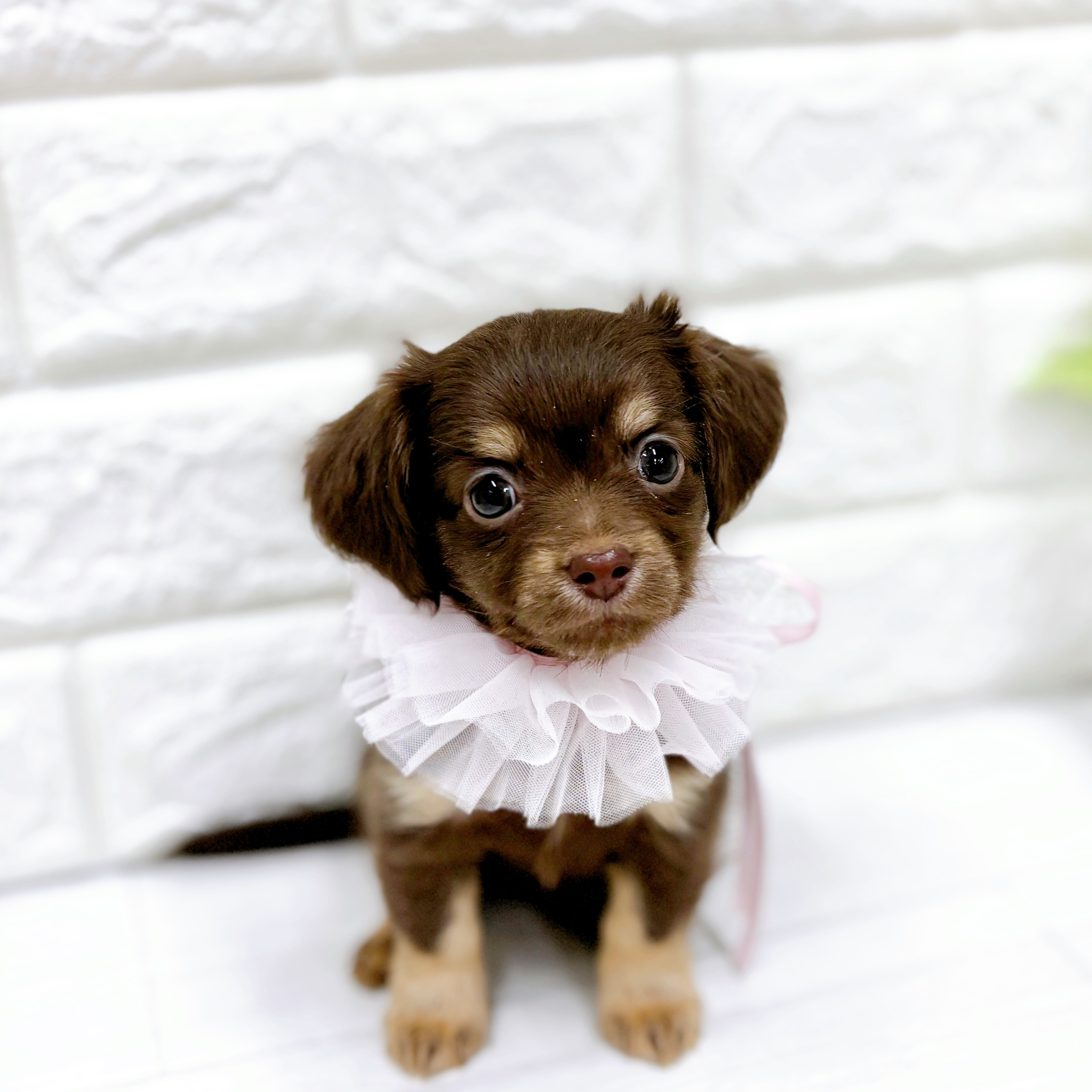 福井県のチワックス(チワワ×ダックス) (犬の家＆猫の里アミーゴ福井店/2026年2月3日生まれ/女の子/チョコレートタン)の子犬の1枚目の画像