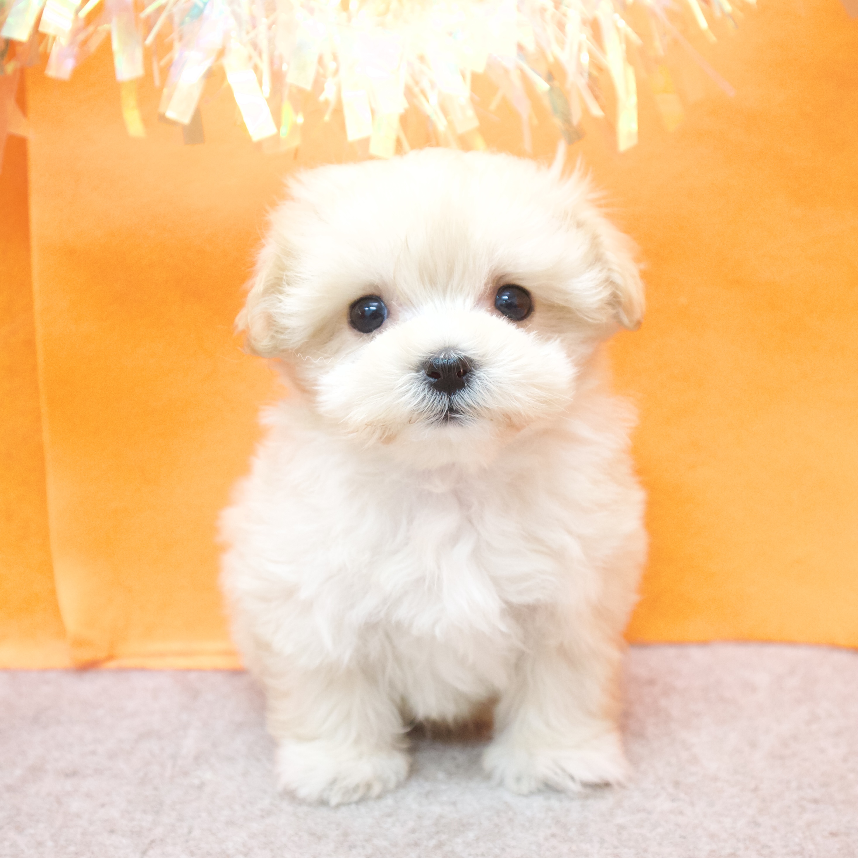 大阪府のマルプー(マルチーズ×プードル) (犬の家＆猫の里吹田店/2026年2月5日生まれ/女の子/クリーム)の子犬の1枚目の画像
