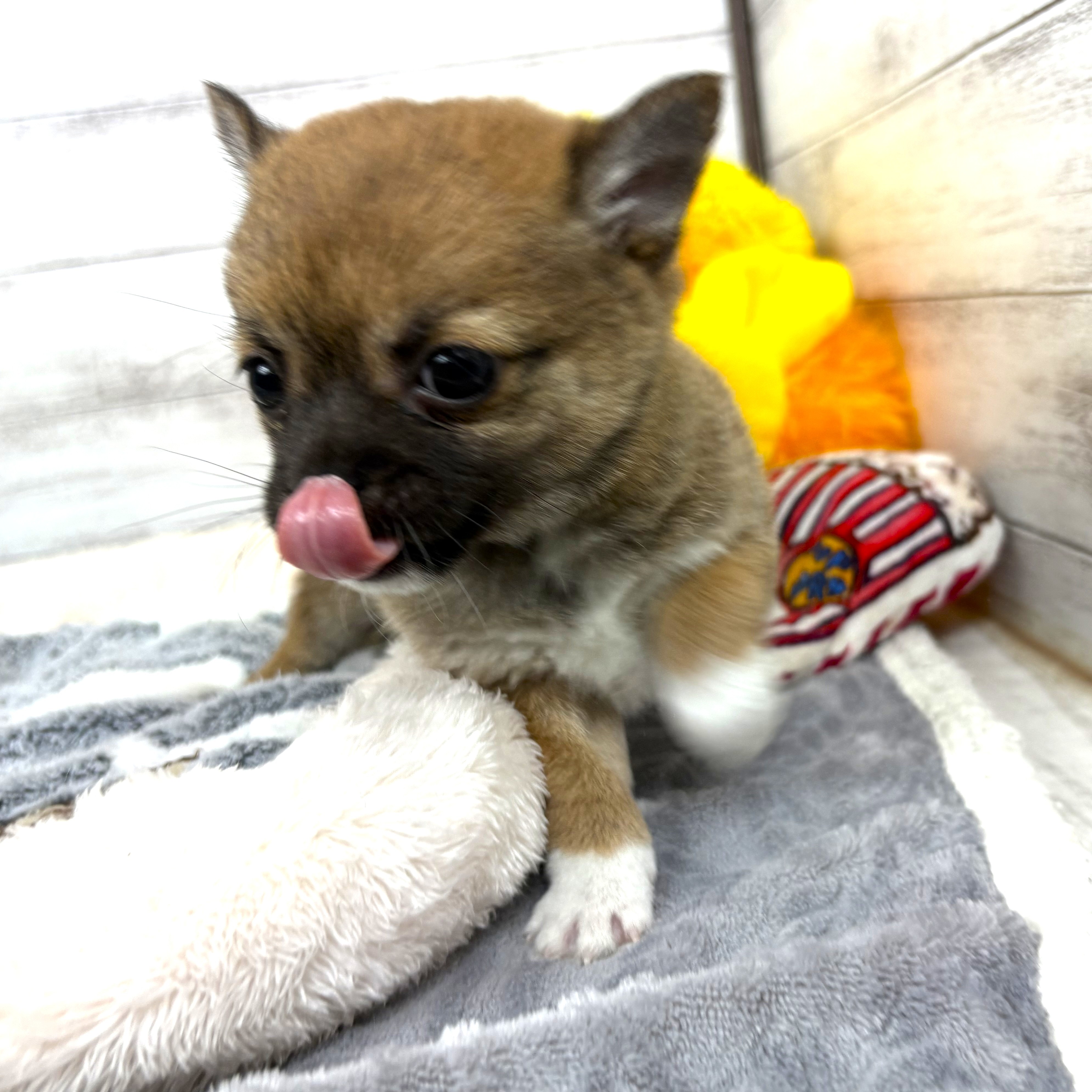 兵庫県のチワ柴/柴チワ/チワシバ(チワワ×柴) (犬の家＆猫の里川西店/2026年2月4日生まれ/女の子/赤)の子犬の2枚目の画像