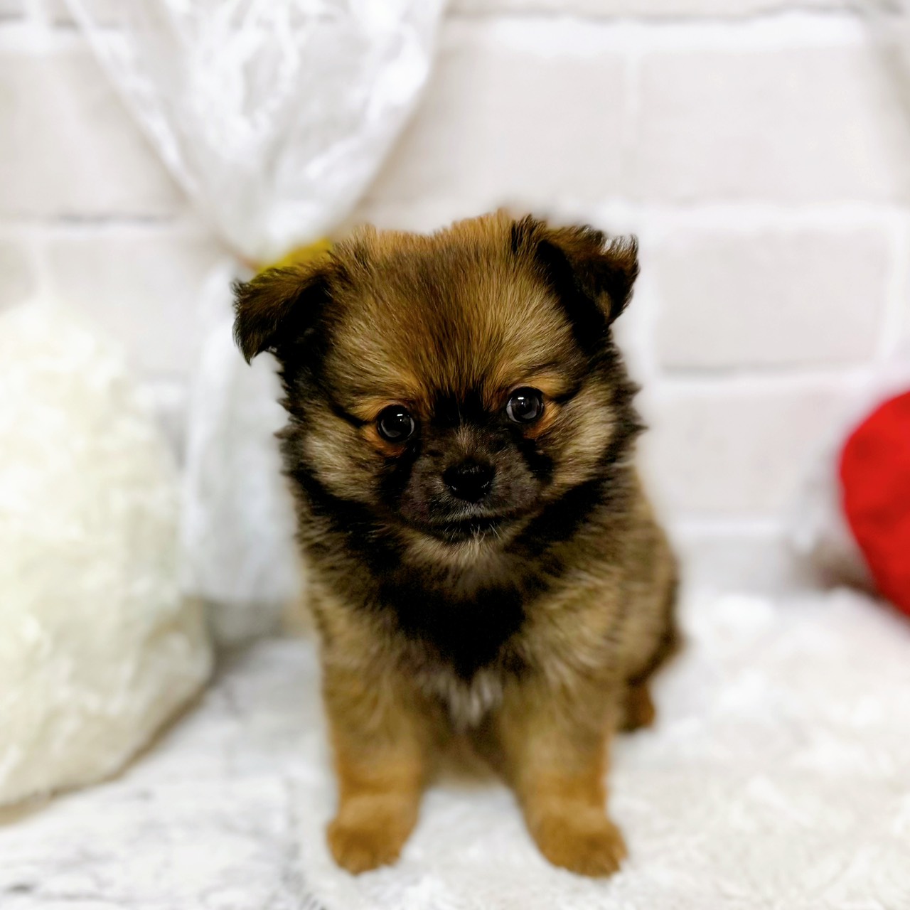京都府のポメチワ/チワポメ/ポメチー(ポメラニアン×チワワ) (犬の家＆猫の里京都精華店/2026年2月4日生まれ/女の子/レッド)の子犬の1枚目の画像