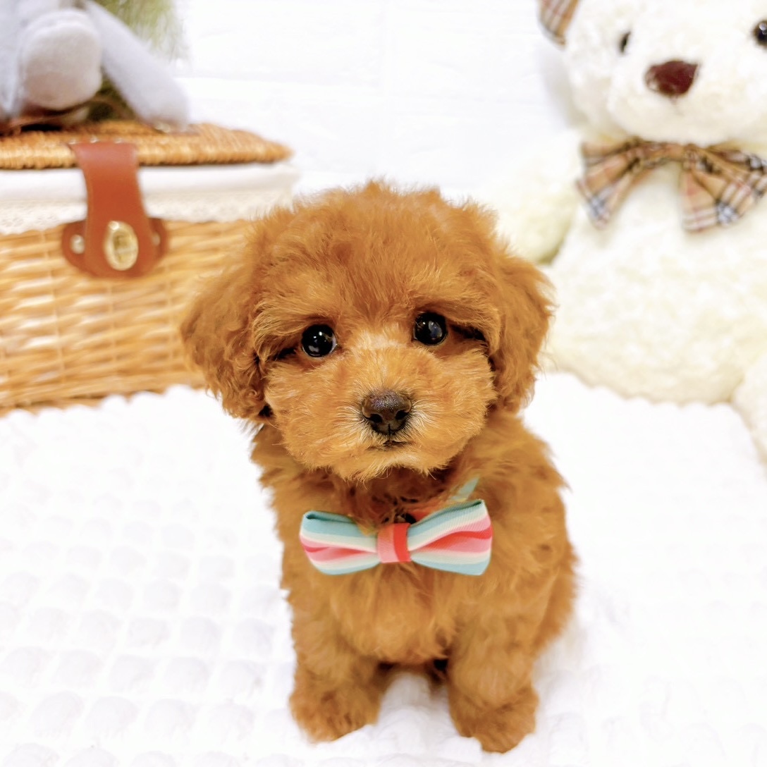 滋賀県のトイプードル(トイ) (犬の家＆猫の里近江八幡店/2026年2月5日生まれ/女の子/レッドフォーン)の子犬の1枚目の画像