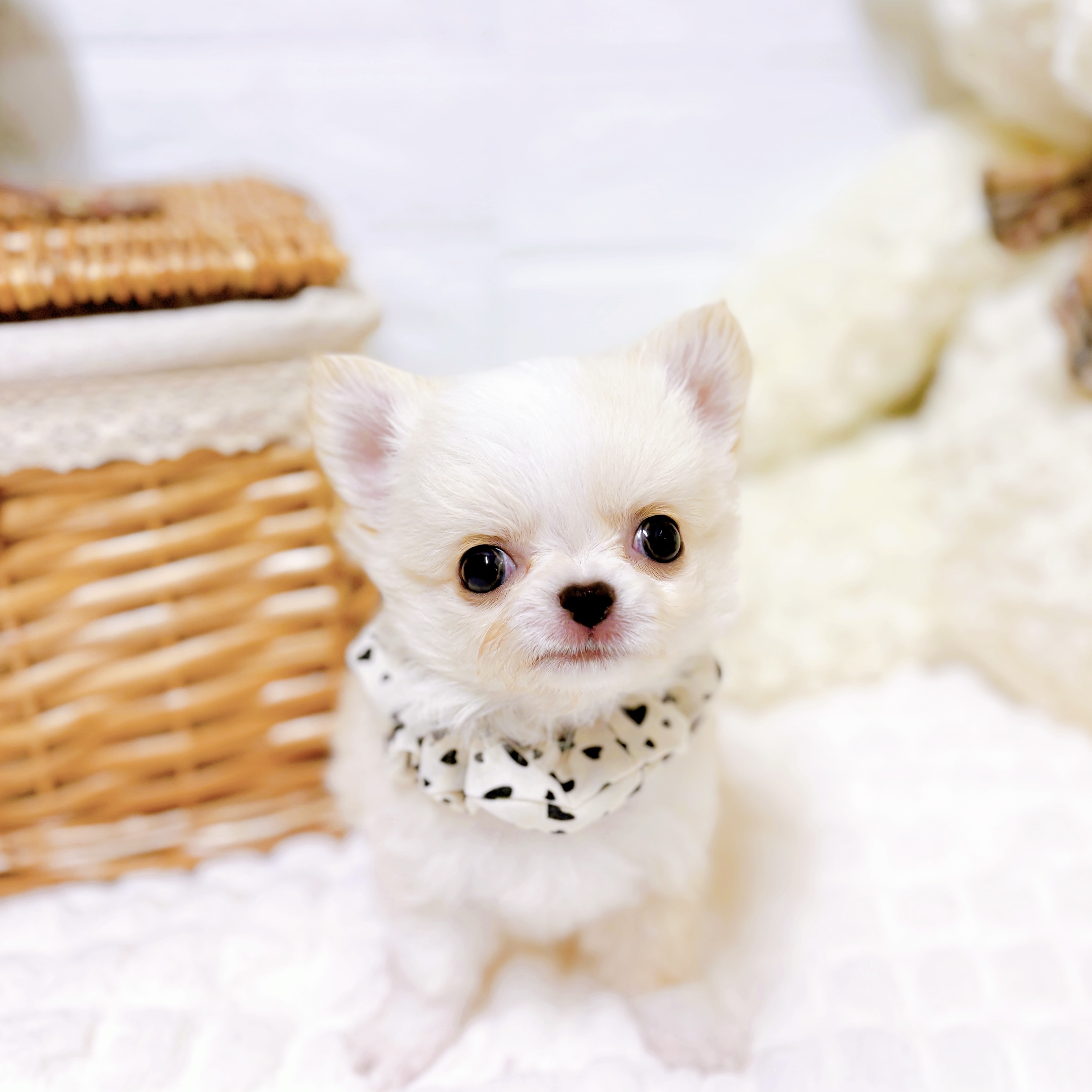 滋賀県のチワワ(ロング) (犬の家＆猫の里近江八幡店/2026年2月3日生まれ/男の子/クリームホワイト)の子犬の1枚目の画像