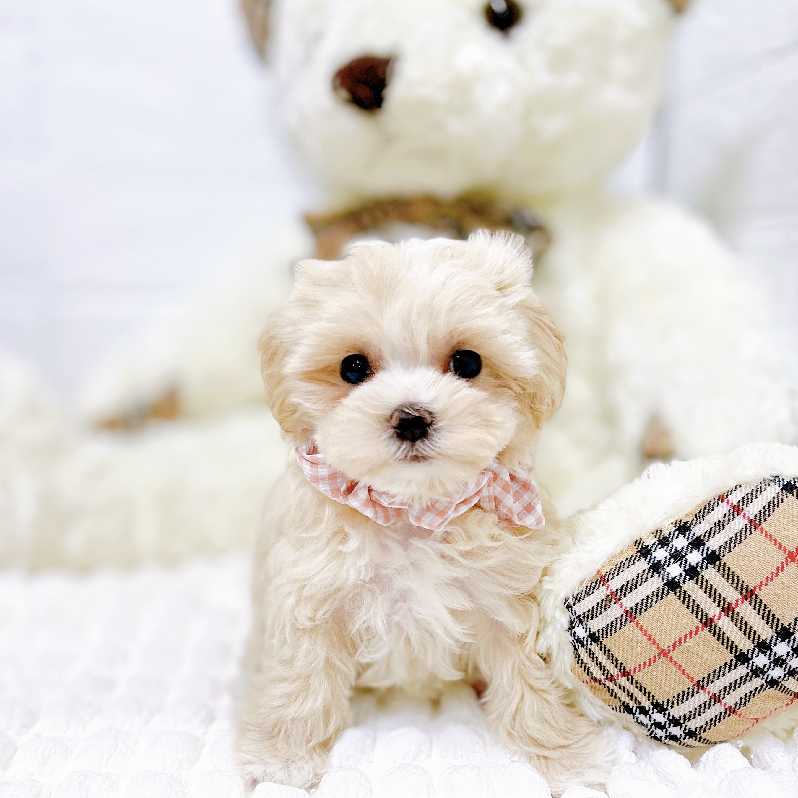 滋賀県のマルプー(マルチーズ×プードル) (犬の家＆猫の里近江八幡店/2026年2月3日生まれ/女の子/クリーム)の子犬の1枚目の画像