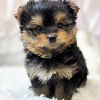 兵庫県のポメキー(ポメラニアン×ヨークシャーテリア) (犬の家＆猫の里カナート西神戸店/2026年2月5日生まれ/男の子/ブラックタン)の子犬の2枚目の画像