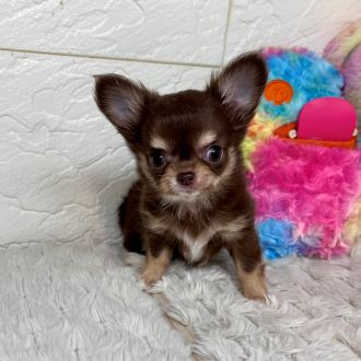 兵庫県のチワワ(ロング) (犬の家＆猫の里ゆめタウン姫路店/2026年2月5日生まれ/女の子/チョコレートタン)の子犬の2枚目の画像
