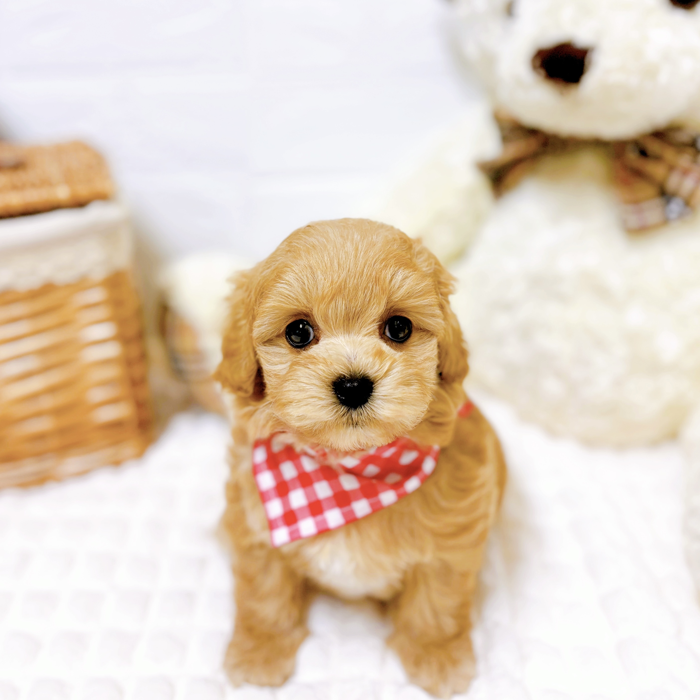 滋賀県のマルプー(マルチーズ×プードル) (犬の家＆猫の里近江八幡店/2026年2月5日生まれ/女の子/クリーム)の子犬の1枚目の画像