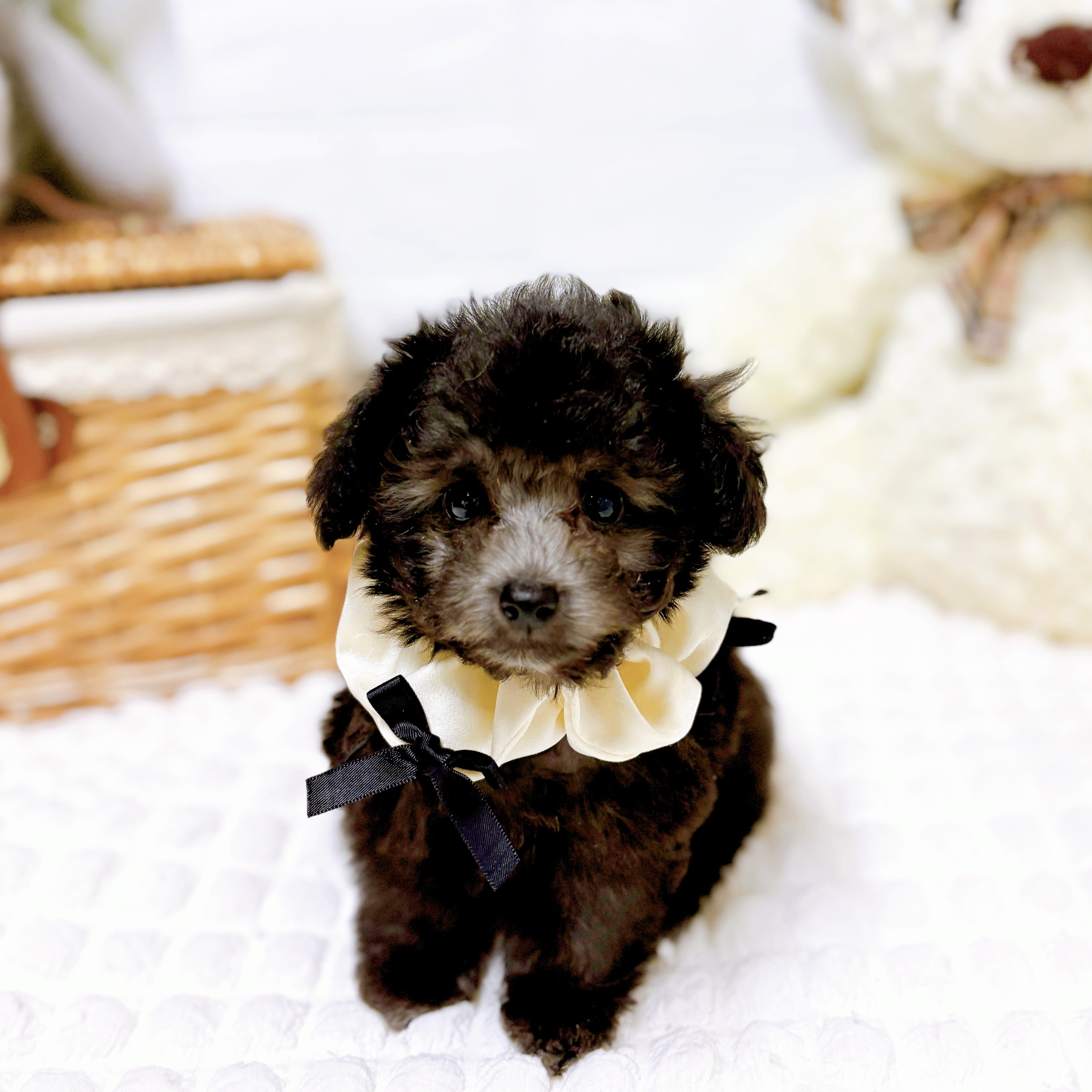 滋賀県のトイプードル(トイ) (犬の家＆猫の里近江八幡店/2026年2月4日生まれ/女の子/グレー)の子犬の2枚目の画像