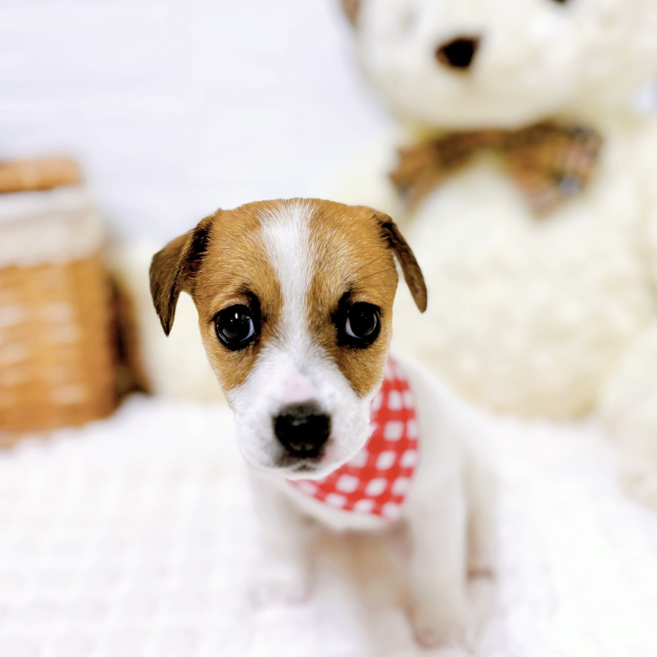 滋賀県のジャックラッセルテリア (犬の家＆猫の里近江八幡店/2026年2月2日生まれ/女の子/タンホワイト)の子犬の2枚目の画像