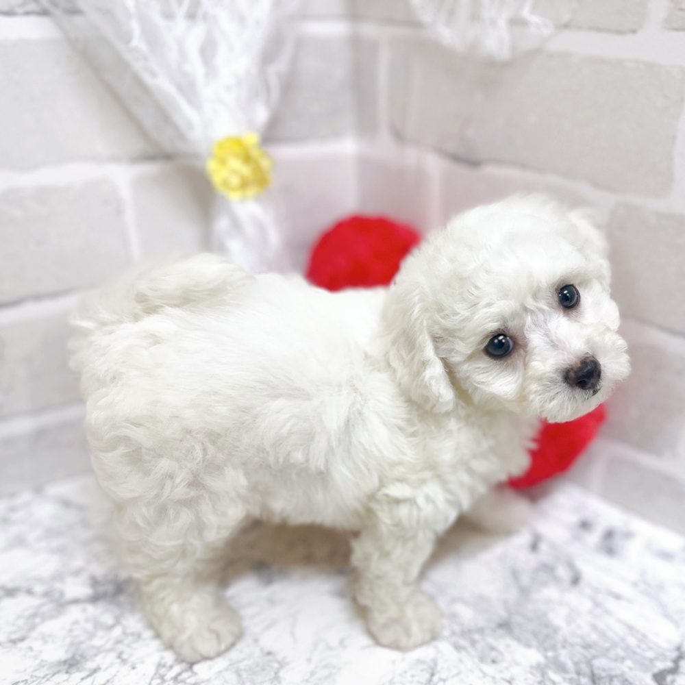 京都府のビションフリーゼ (犬の家＆猫の里京都精華店/2026年2月5日生まれ/女の子/ホワイト)の子犬の2枚目の画像