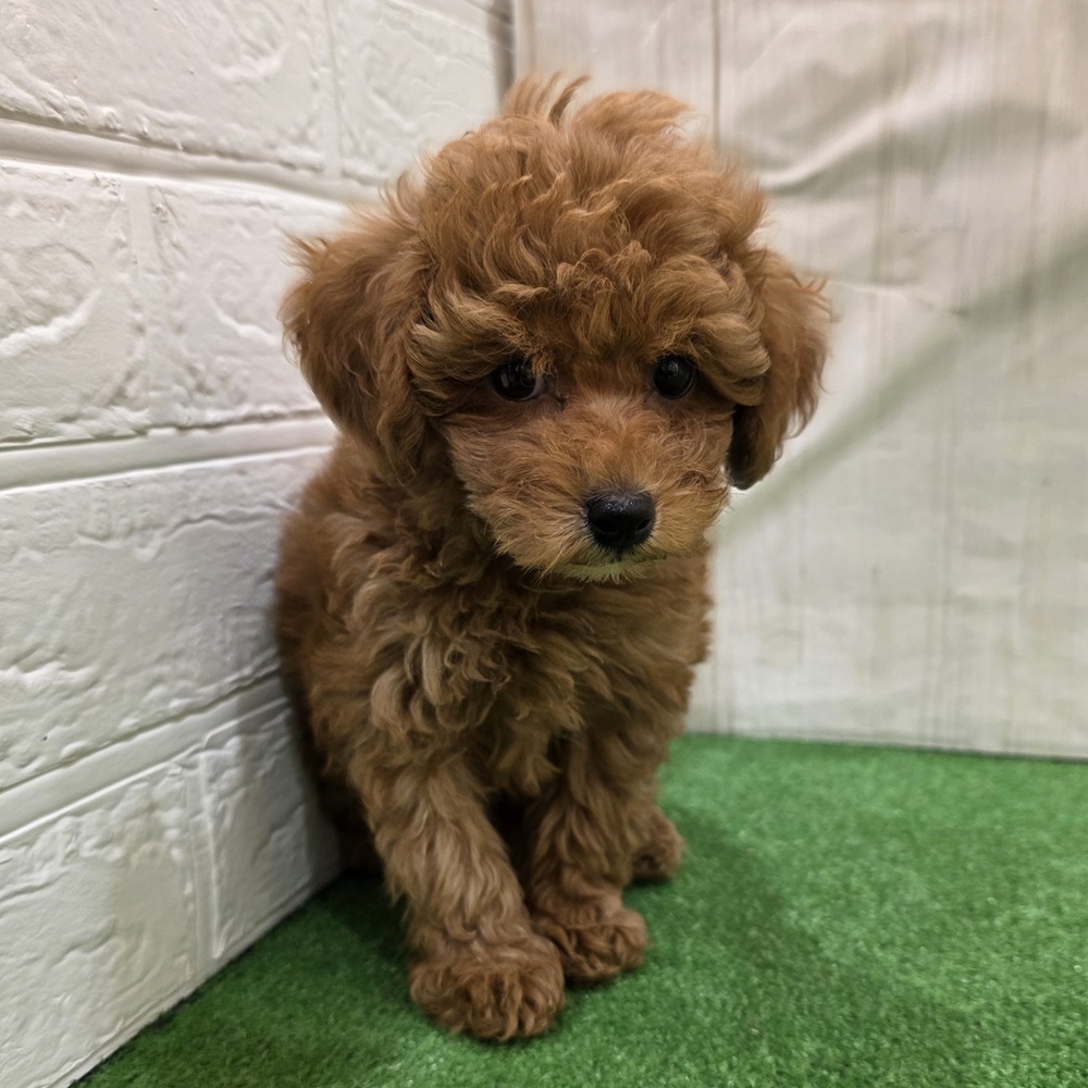 三重県のトイプードル(トイ) (犬の家＆猫の里三重桑名店/2025年7月30日生まれ/男の子/レッドフォーン)の子犬の2枚目の画像