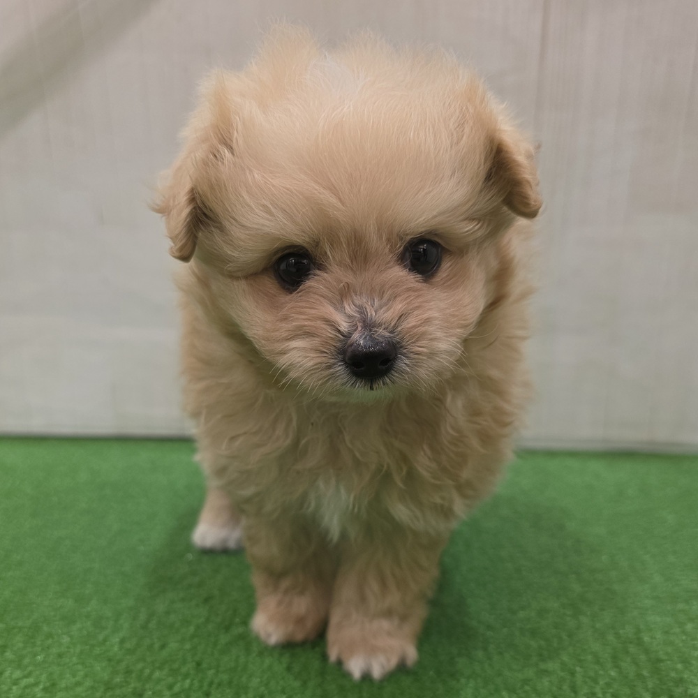 三重県のポメプー(ポメラニアン×プードル) (犬の家＆猫の里三重桑名店/2025年7月29日生まれ/男の子/アプリコット)の子犬の2枚目の画像