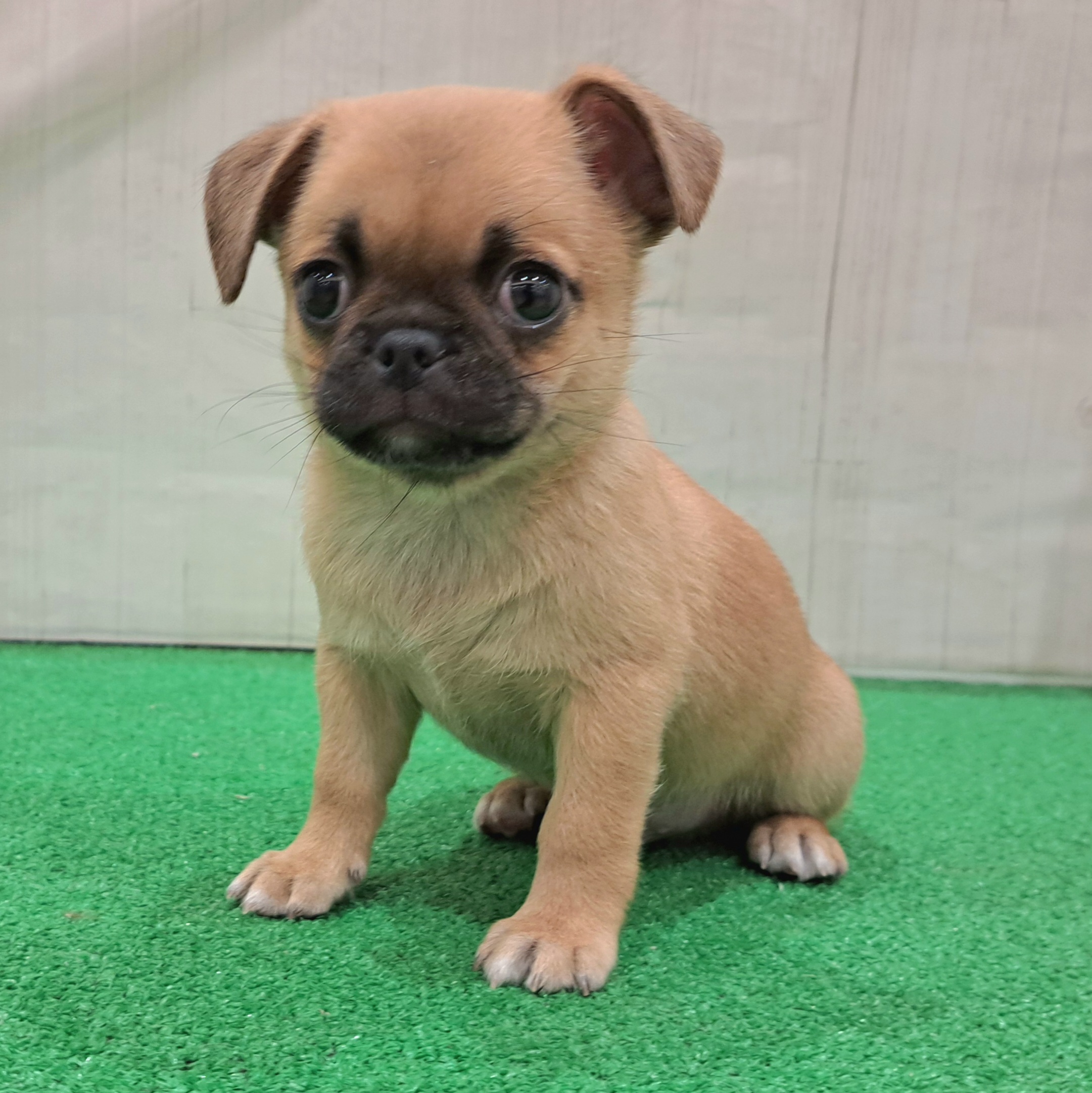 三重県のチワパグ/パグチー(チワワ×パグ) (犬の家＆猫の里三重桑名店/2025年9月3日生まれ/男の子/フォーン)の子犬の1枚目の画像