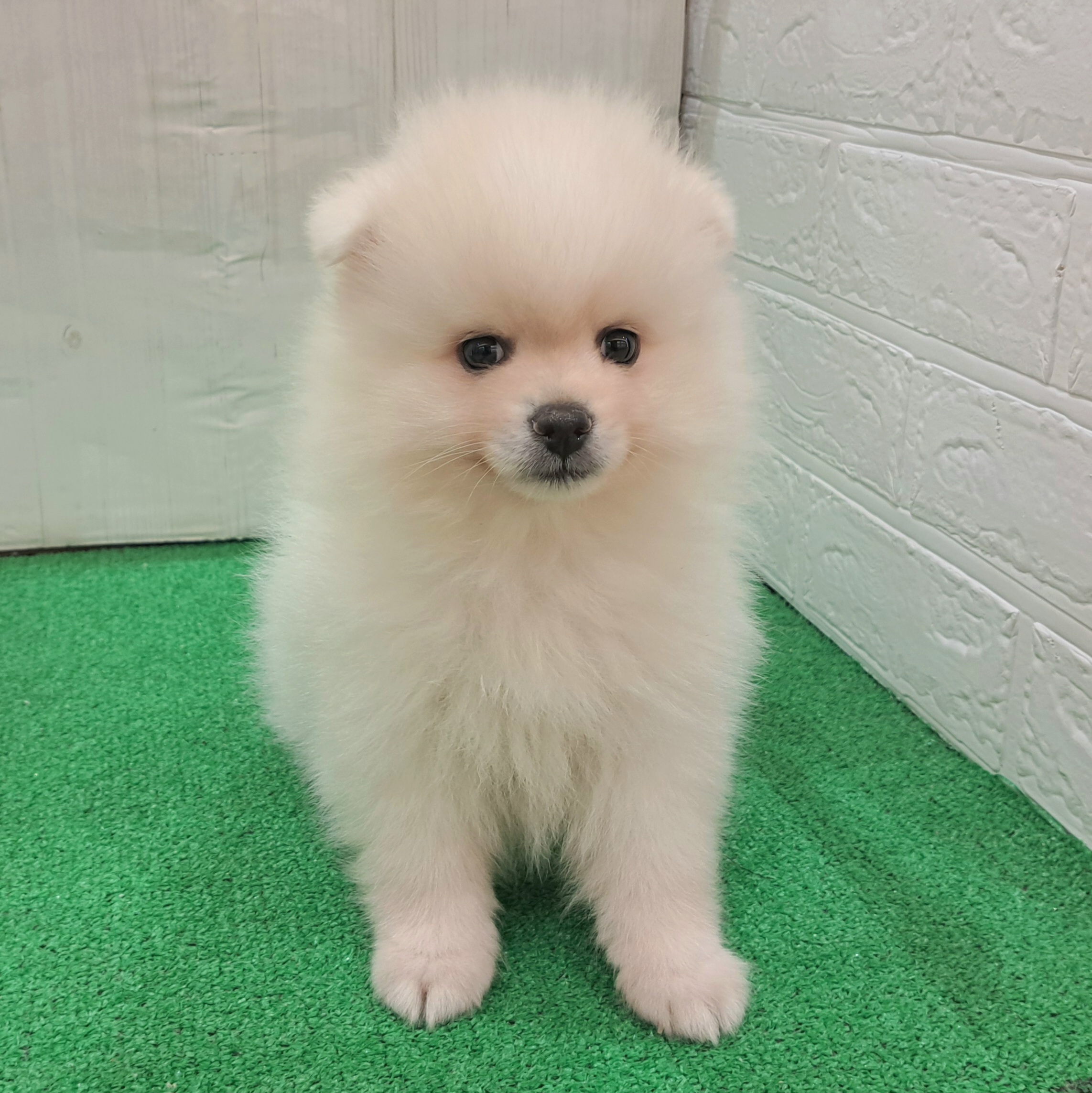 三重県のポメラニアン (犬の家＆猫の里三重桑名店/2025年8月26日生まれ/男の子/クリーム)の子犬の1枚目の画像