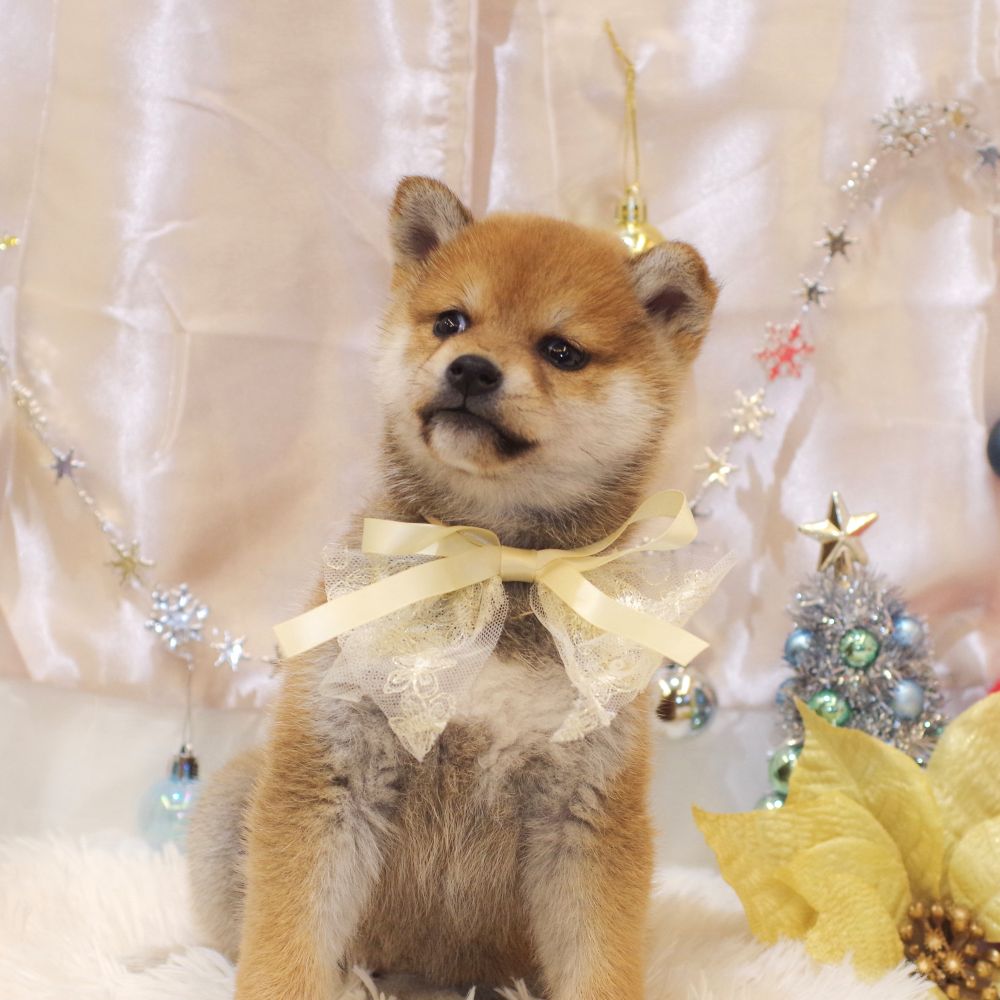 静岡県の柴犬(標準サイズ) (犬の家＆猫の里富士店/2025年10月27日生まれ/女の子/赤)の子犬の1枚目の画像