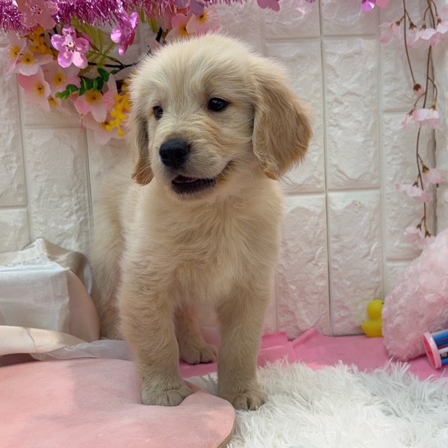 岡山県のゴールデンレトリバー (犬の家＆猫の里倉敷店/2026年2月5日生まれ/男の子/ゴールデン)の子犬の2枚目の画像