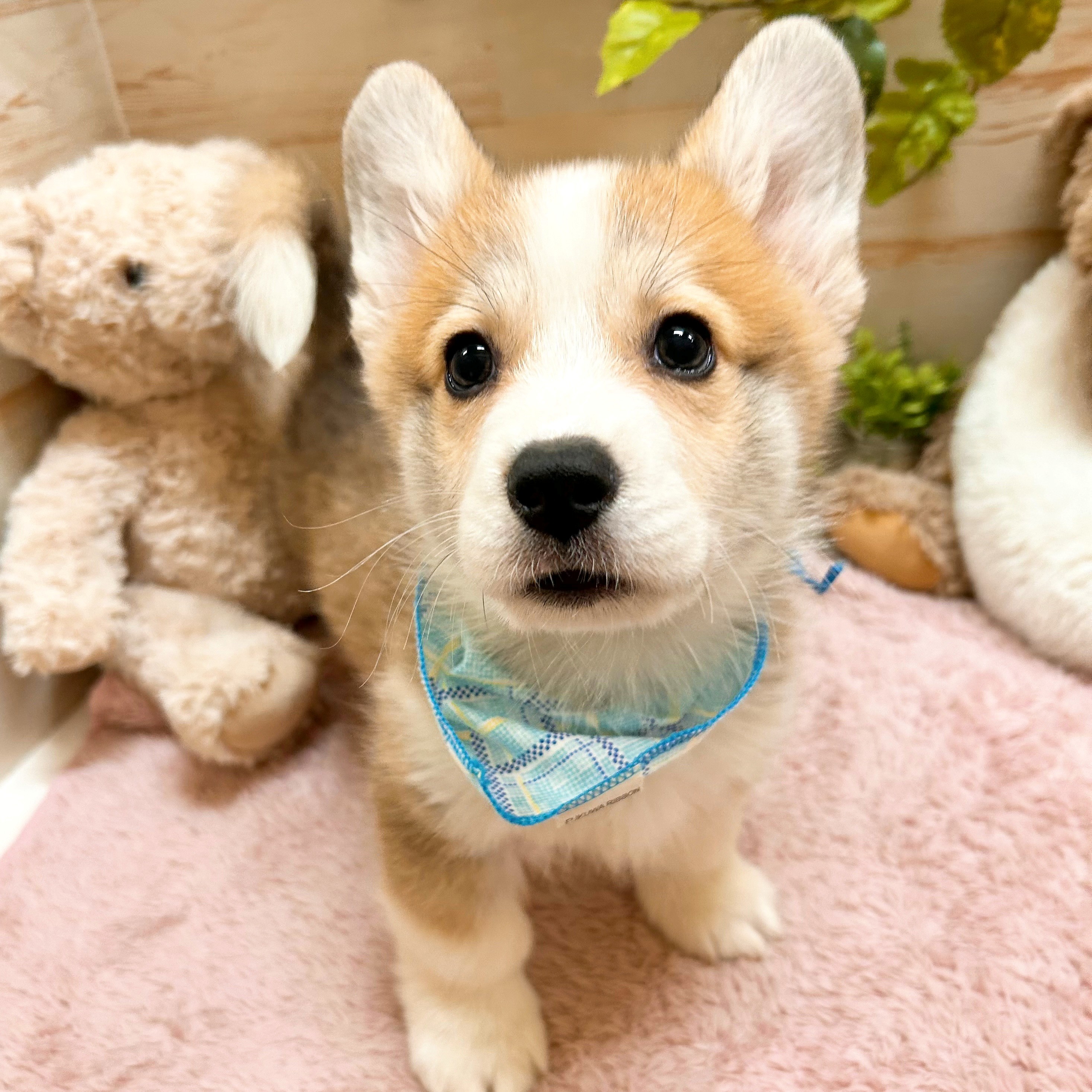 兵庫県のウェルシュコーギーペンブローク (犬の家＆猫の里神戸店/2026年2月5日生まれ/男の子/セーブルホワイト)の子犬の1枚目の画像