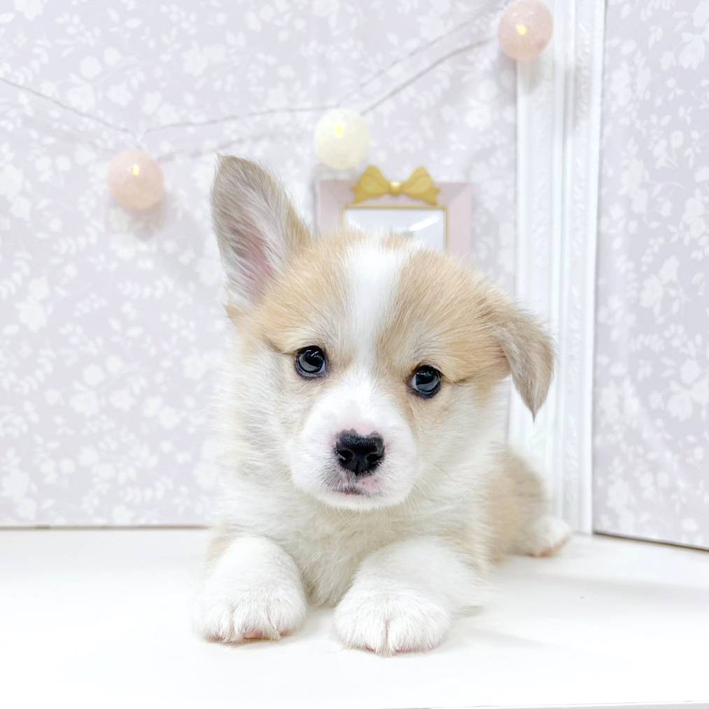 富山県のウェルシュコーギーペンブローク (犬の家＆猫の里アミーゴ高岡蓮花寺店/2026年2月5日生まれ/男の子/レッドホワイト)の子犬の2枚目の画像