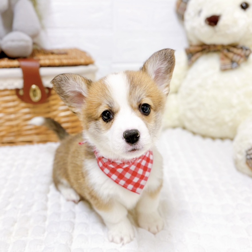 滋賀県のウェルシュコーギーペンブローク (犬の家＆猫の里近江八幡店/2026年2月5日生まれ/女の子/セーブルホワイト)の子犬の1枚目の画像