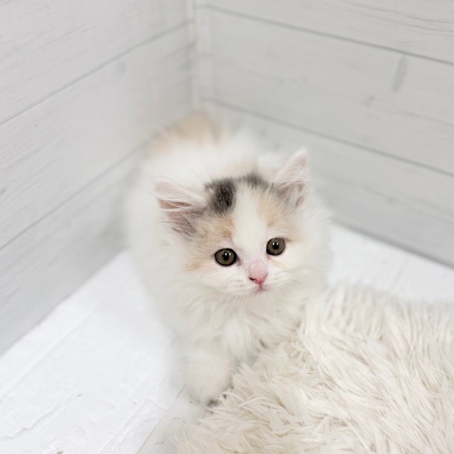 愛知県のミヌエット (犬の家＆猫の里豊田店/2026年2月5日生まれ/女の子/ダイリュートキャリコ)の子猫の1枚目の画像