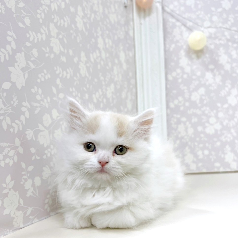 富山県のミヌエット (犬の家＆猫の里アミーゴ高岡蓮花寺店/2026年2月5日生まれ/女の子/クリームタビーホワイト)の子猫の2枚目の画像