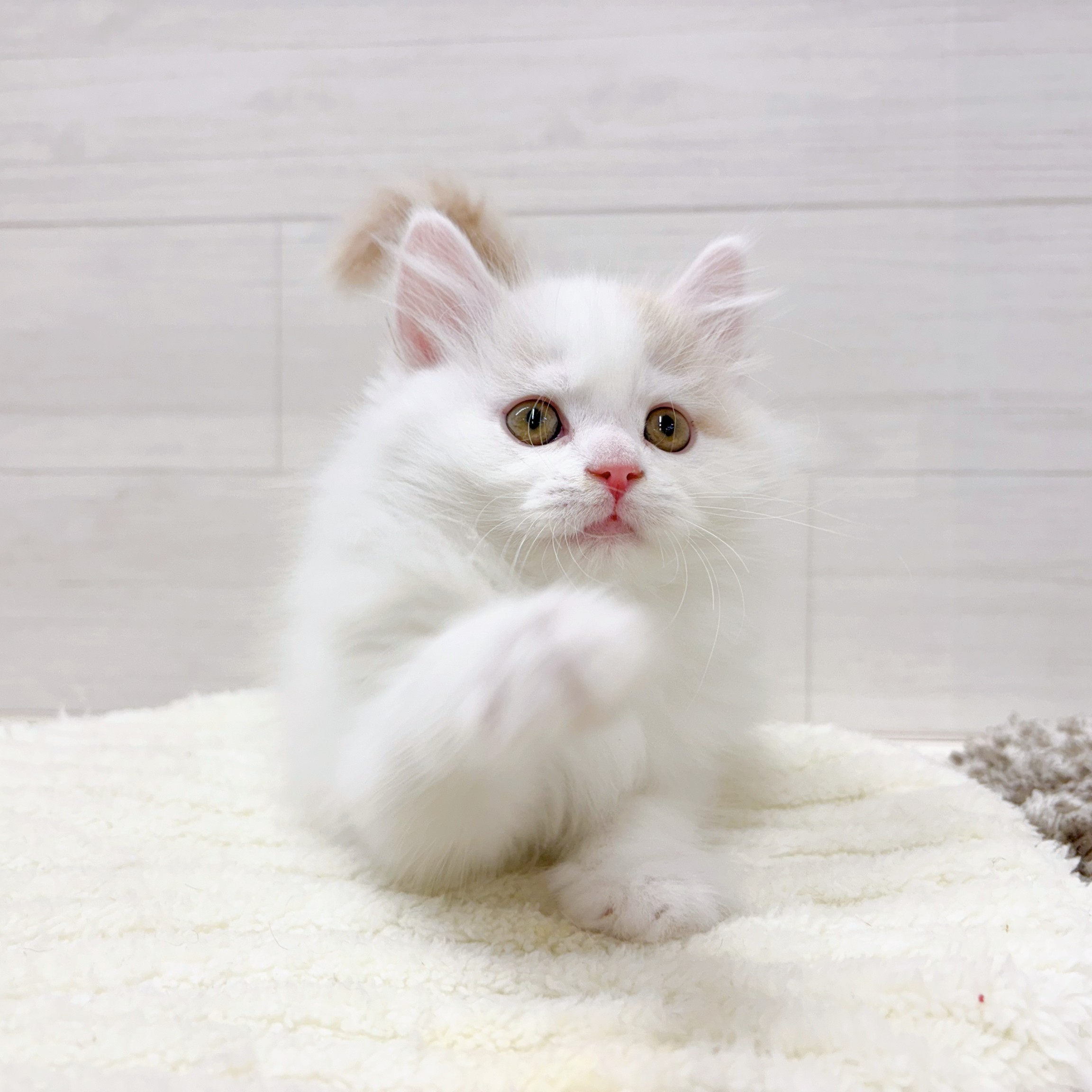 石川県のミヌエット (犬の家＆猫の里アミーゴ金沢おこばた店/2026年2月5日生まれ/男の子/クリームタビーホワイトバン)の子猫の2枚目の画像