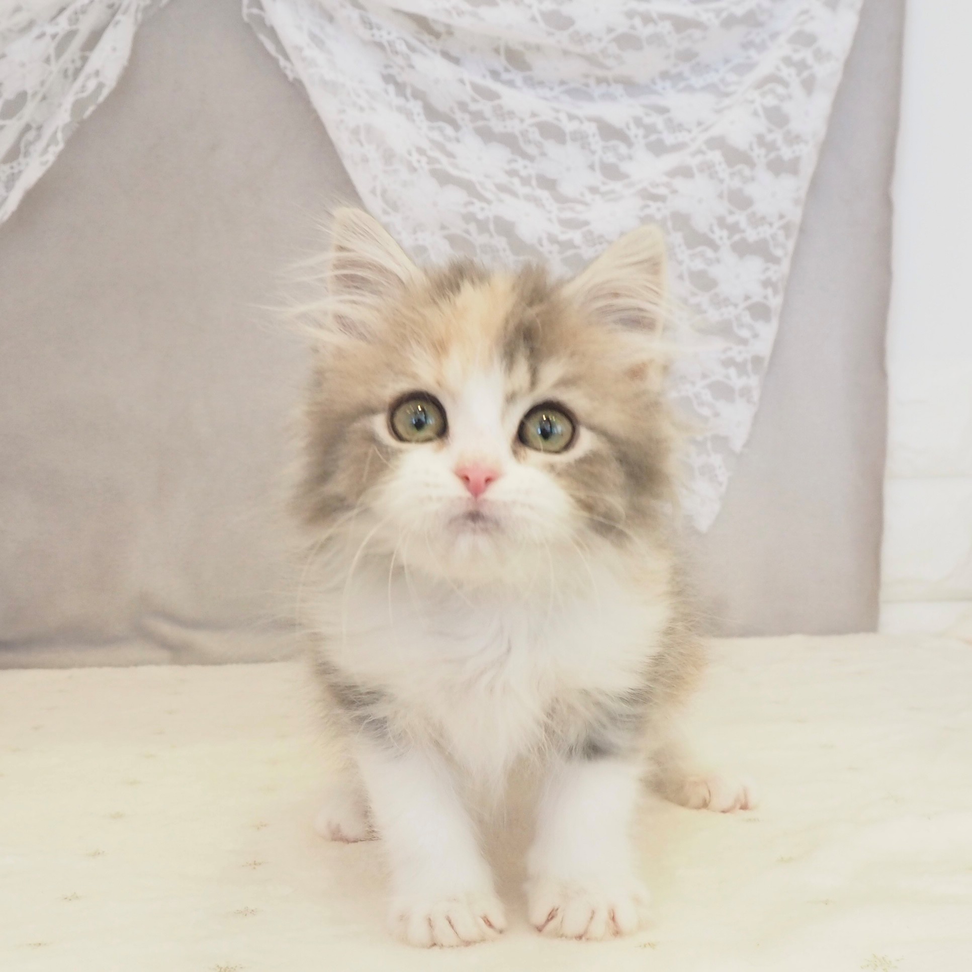 大阪府のサイベリアン (犬の家＆猫の里もりのみやキューズモールBASE店/2026年2月5日生まれ/女の子/ブルーパッチドタビーホワイト)の子猫