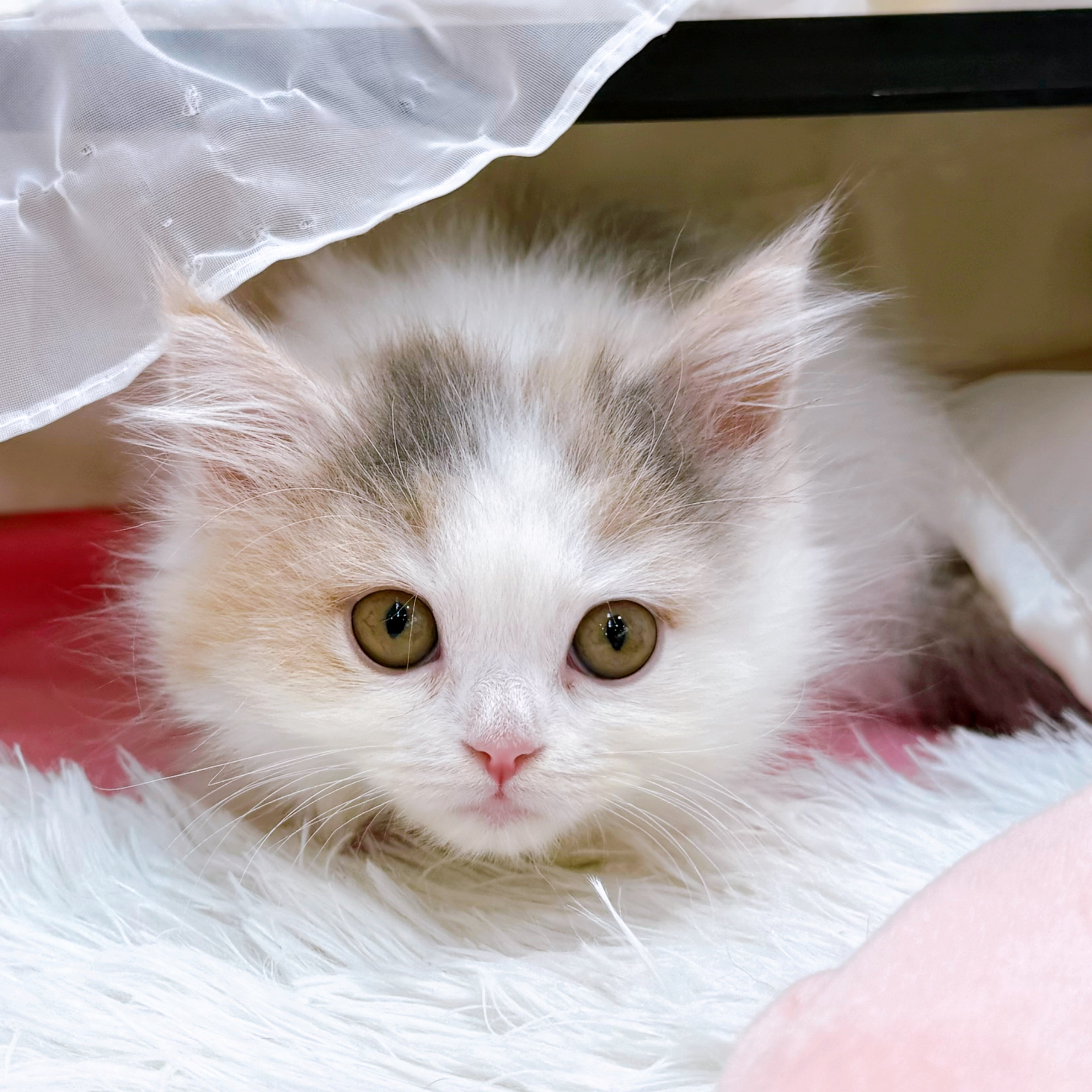 岡山県のスコティッシュフォールド (犬の家＆猫の里倉敷店/2026年1月26日生まれ/女の子/ブルーパッチドタビーホワイト)の子猫の1枚目の画像